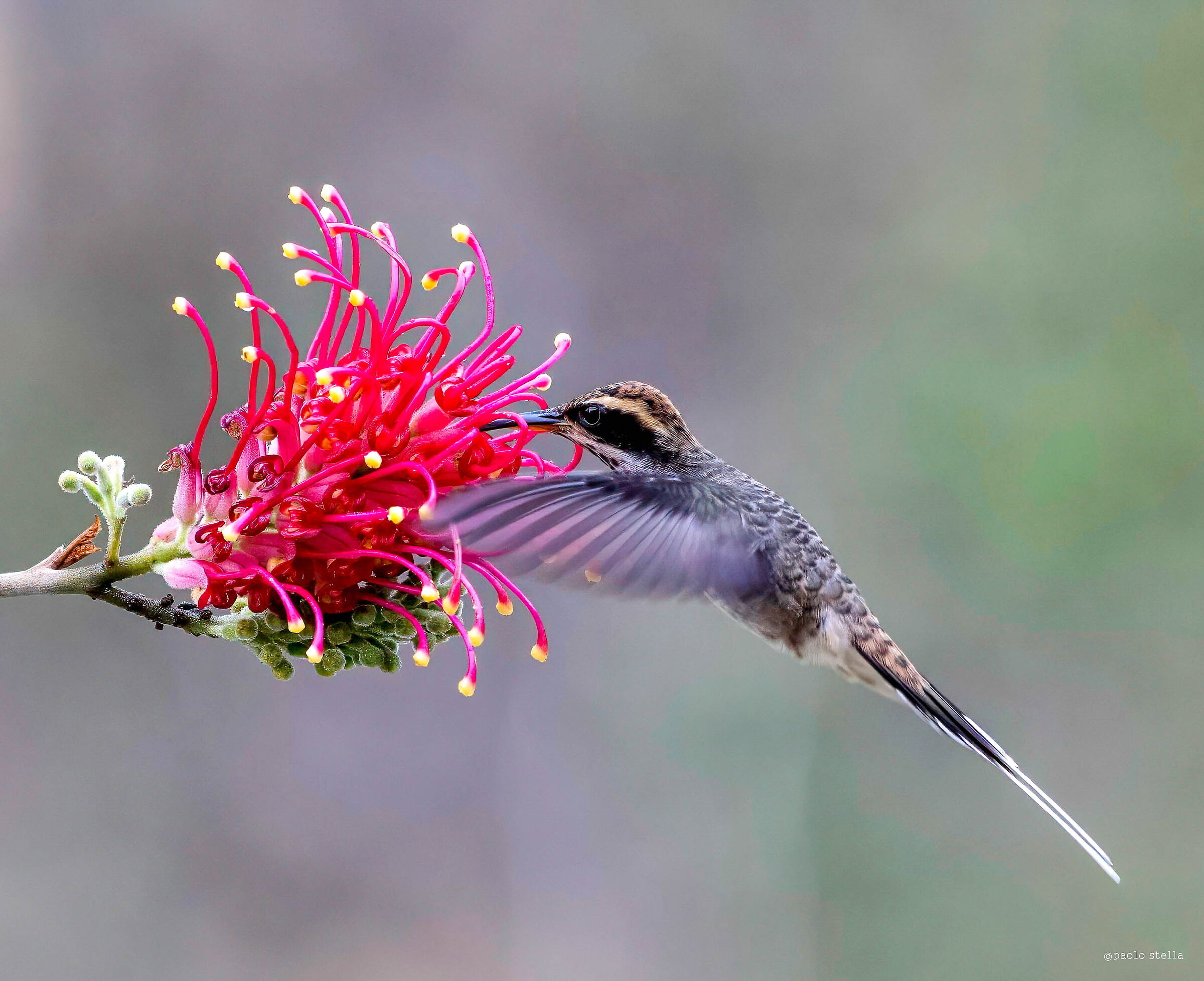 Scaly-throated hermit hummingbird...