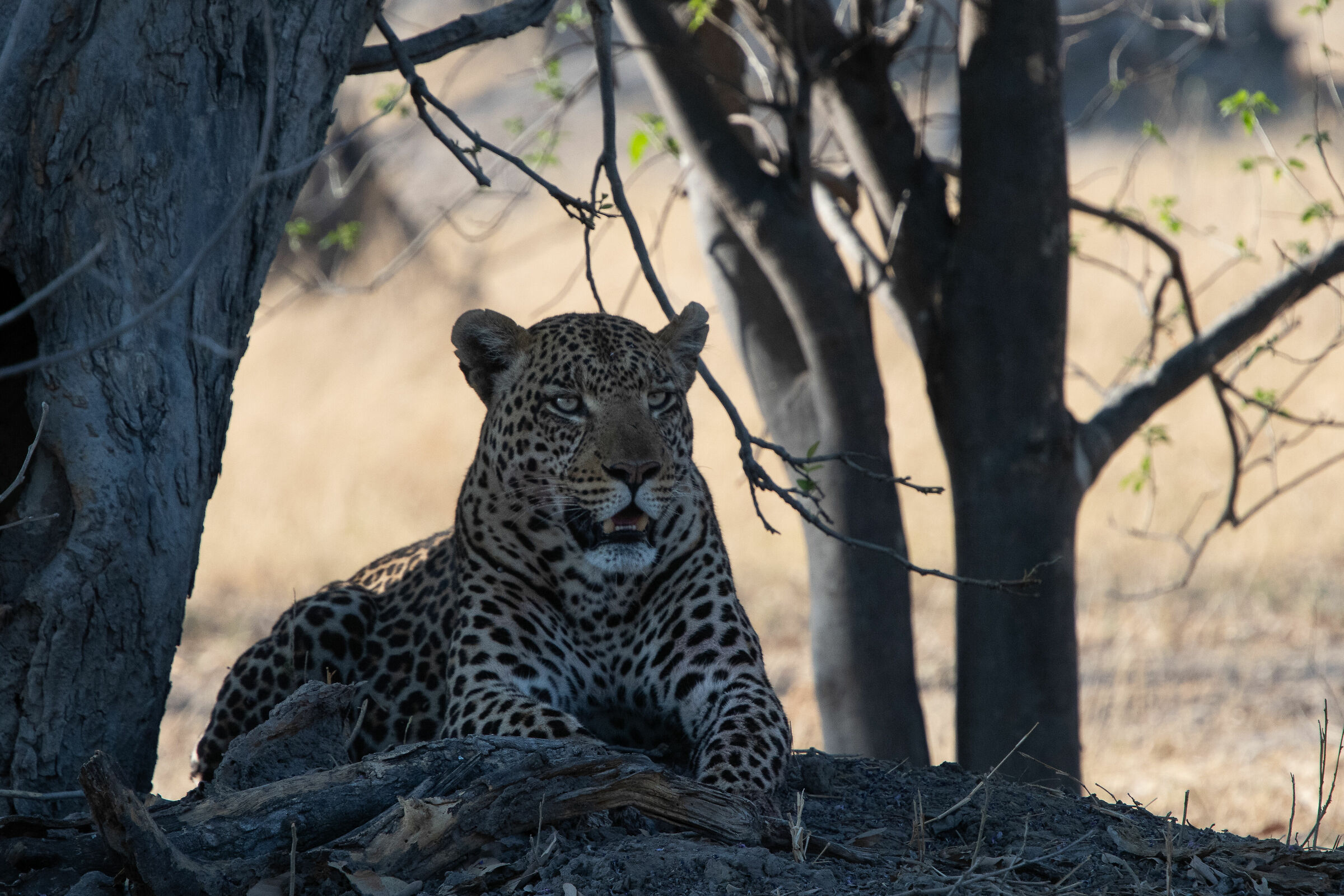 Leopard, Savuti National Park...
