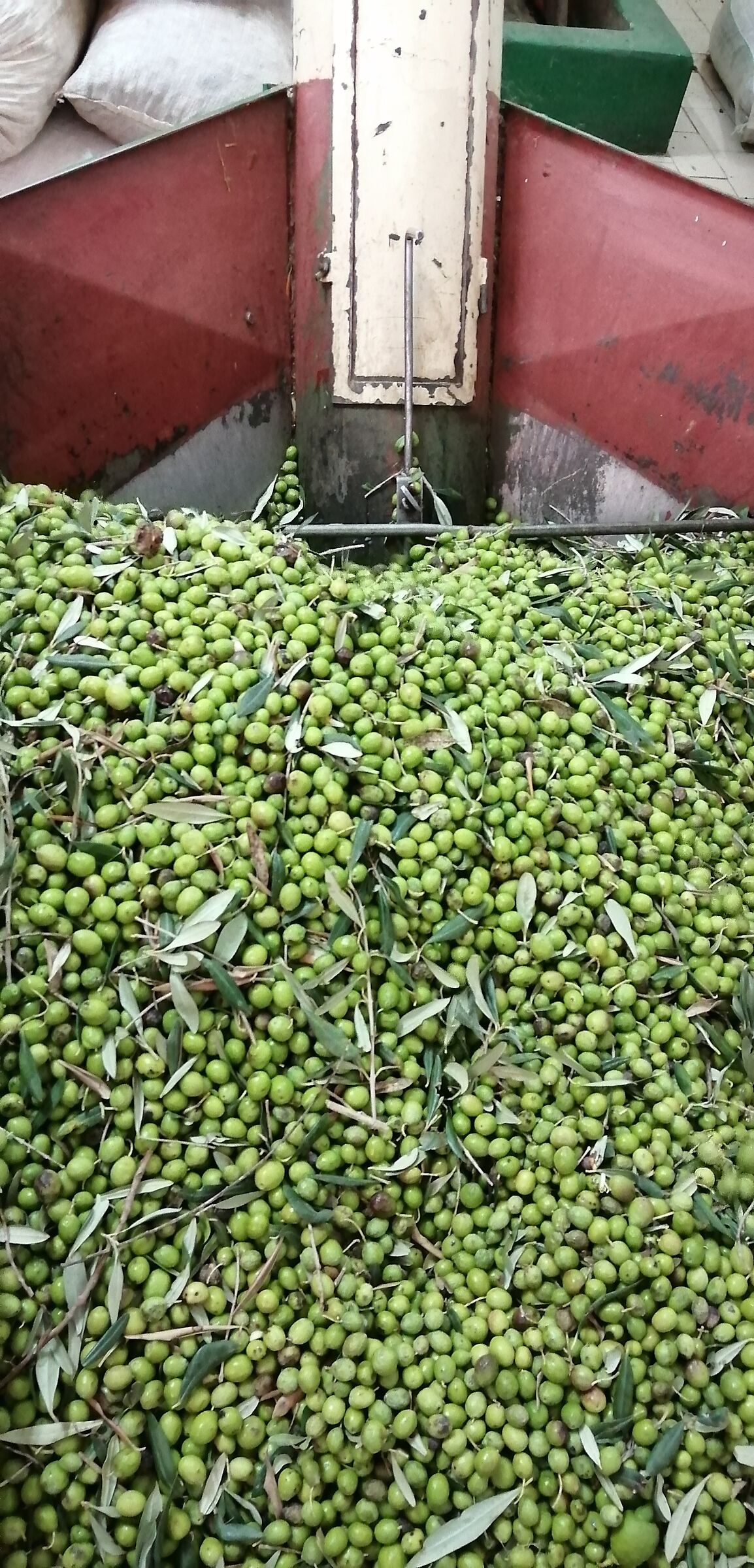 Olive harvest...