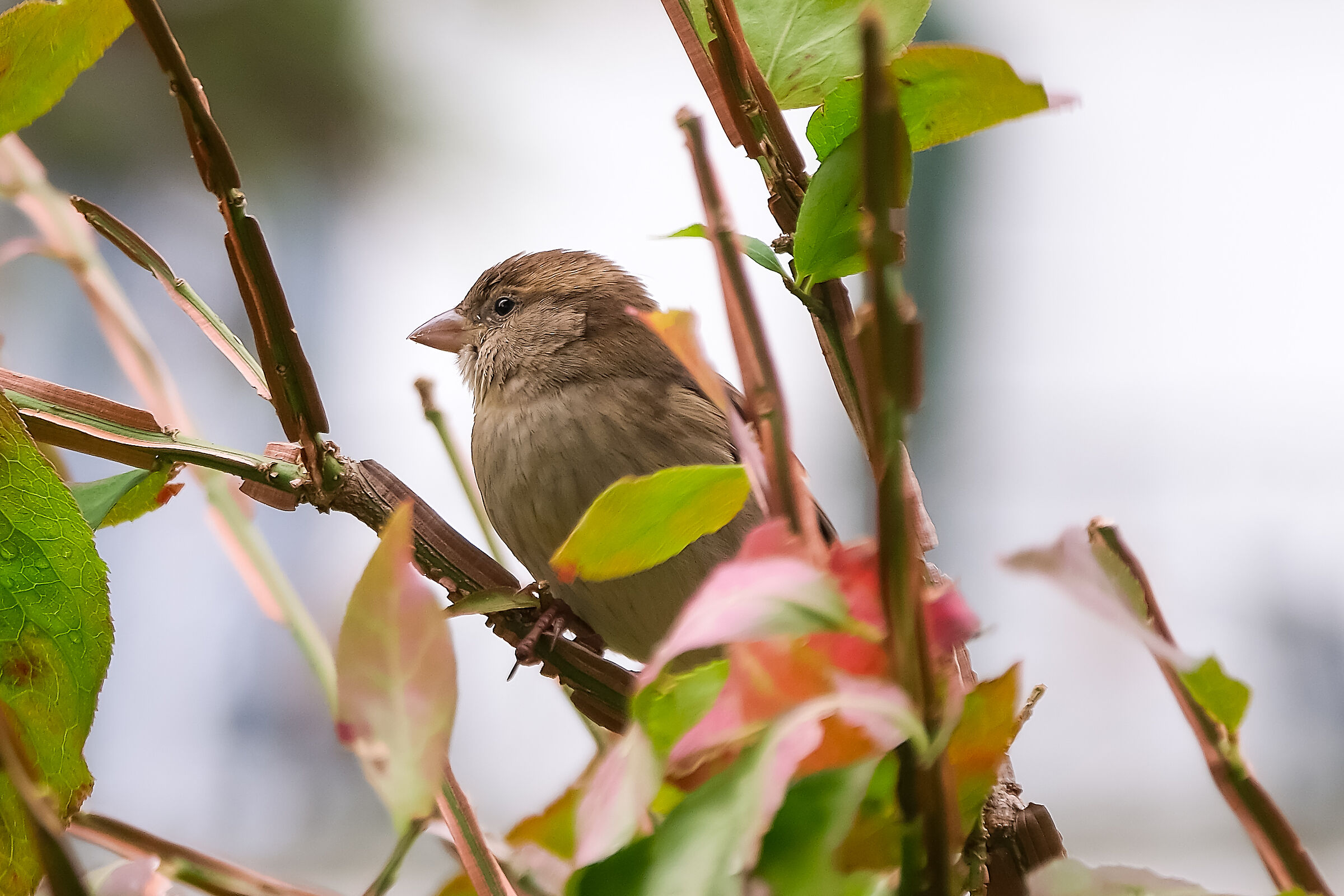 Young sparrow ...