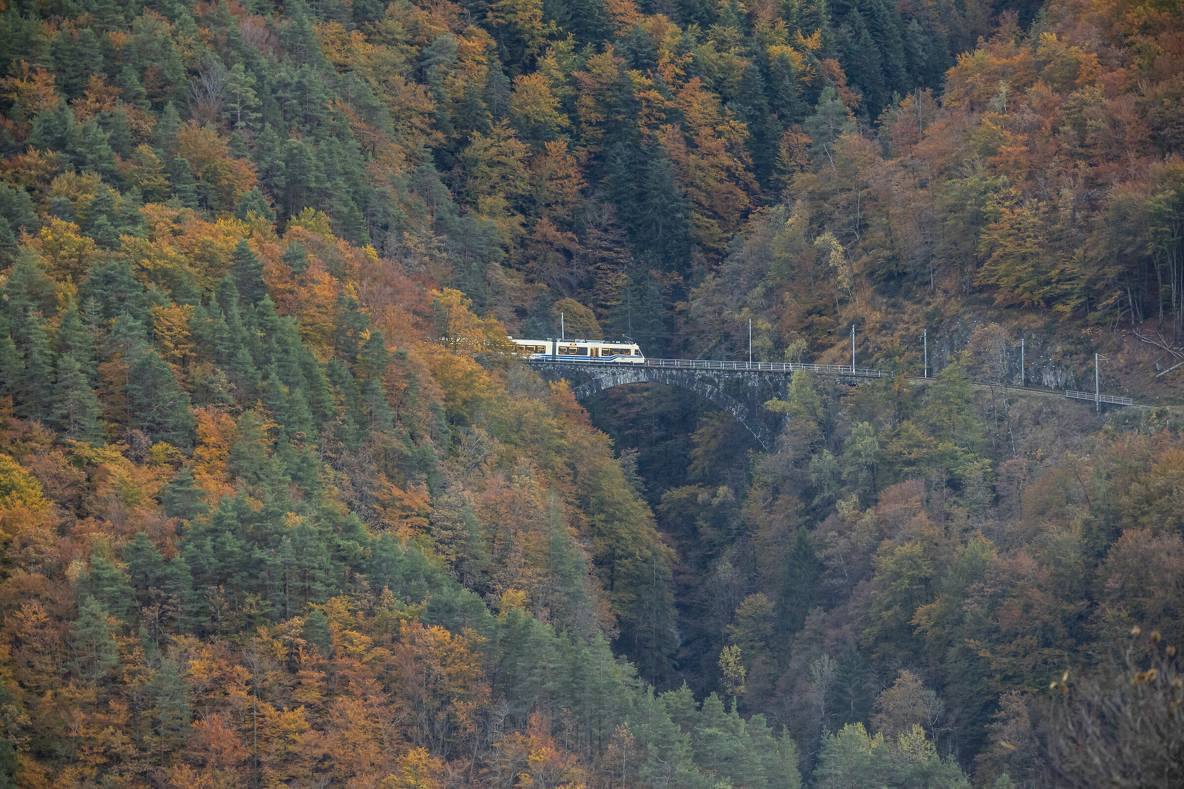 The Foliage Train (VB)...