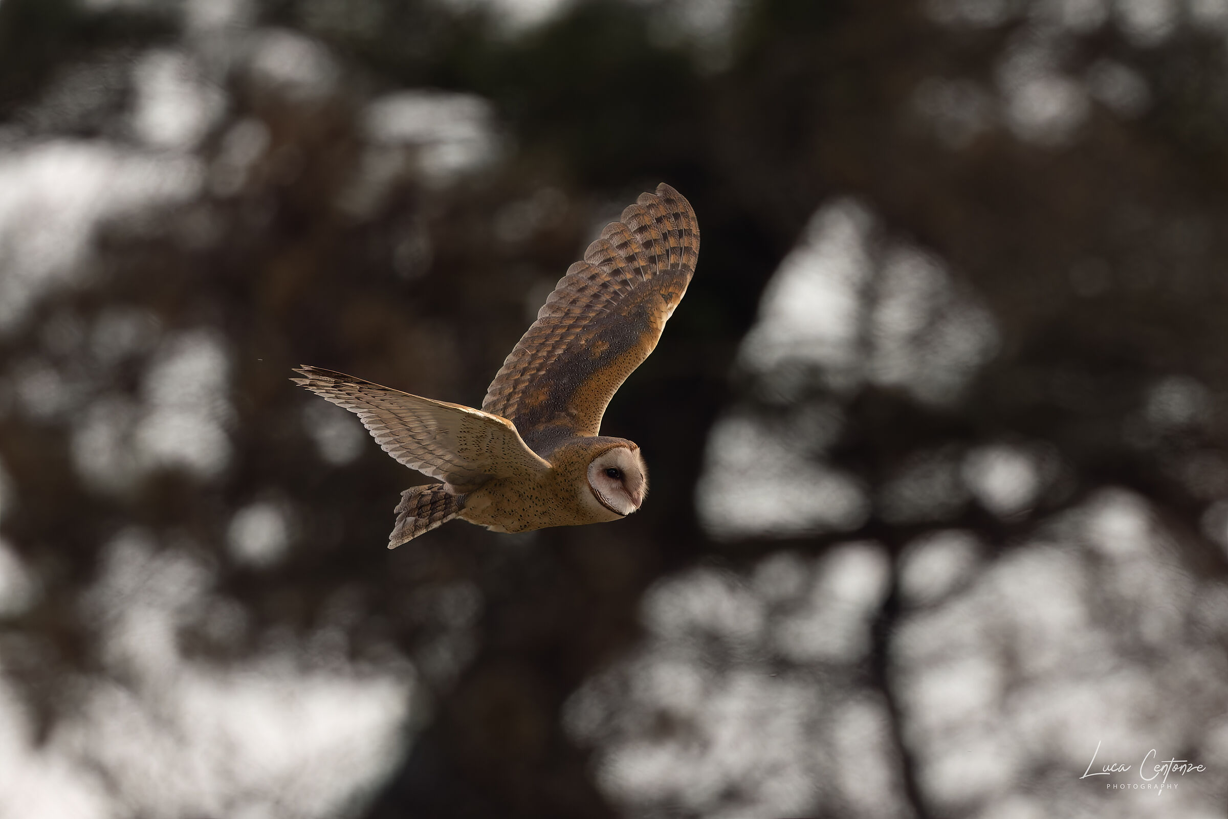 Barn Owl (Tyto alba)...