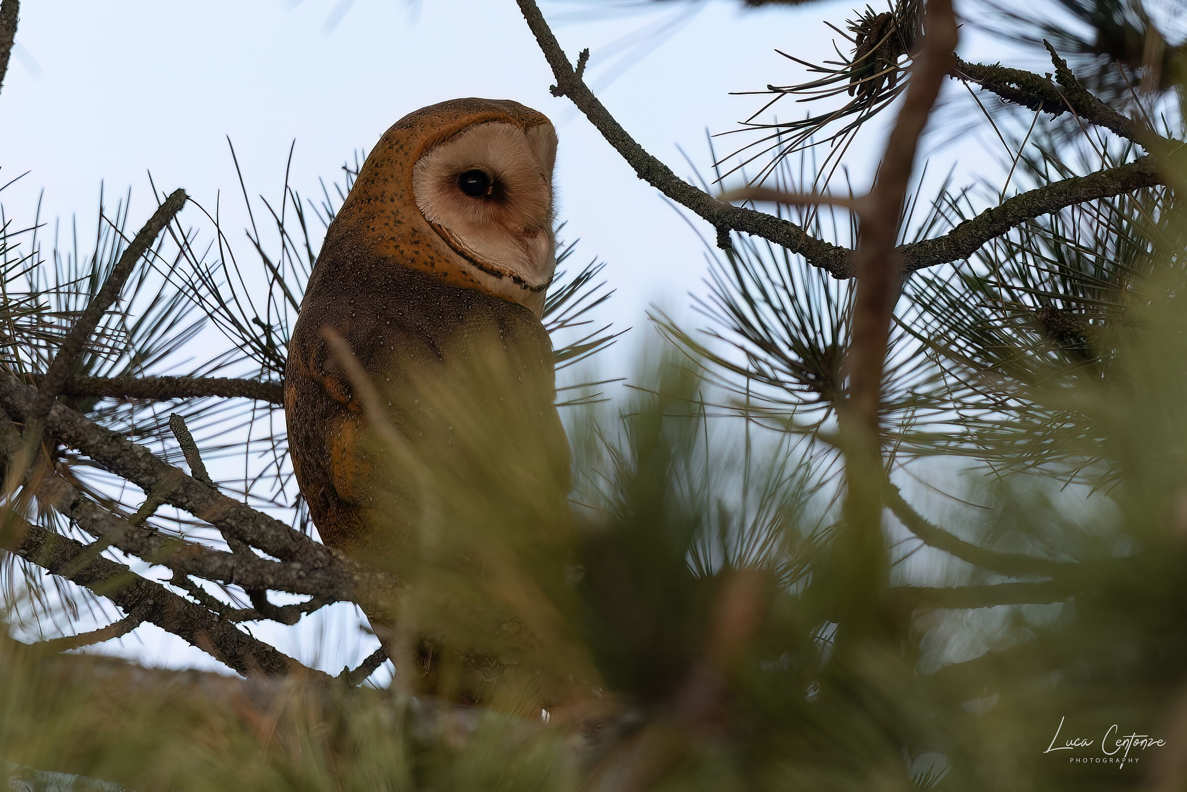 Barn Owl (Tyto alba)...