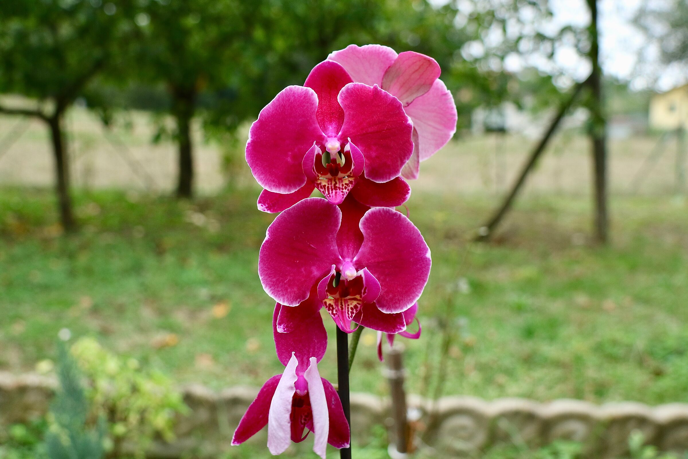La signora delle orchidee....