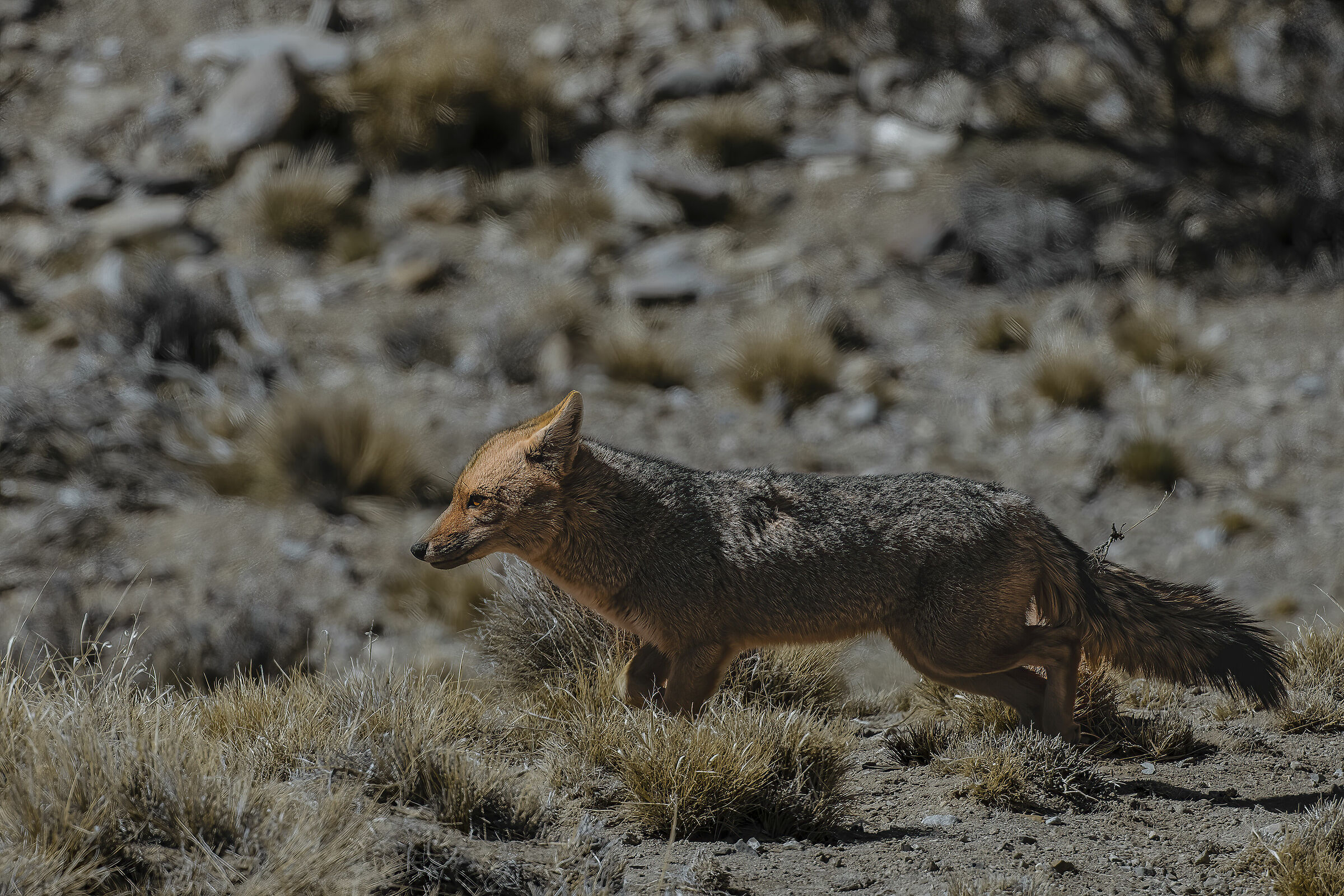 Andean Red Fox...