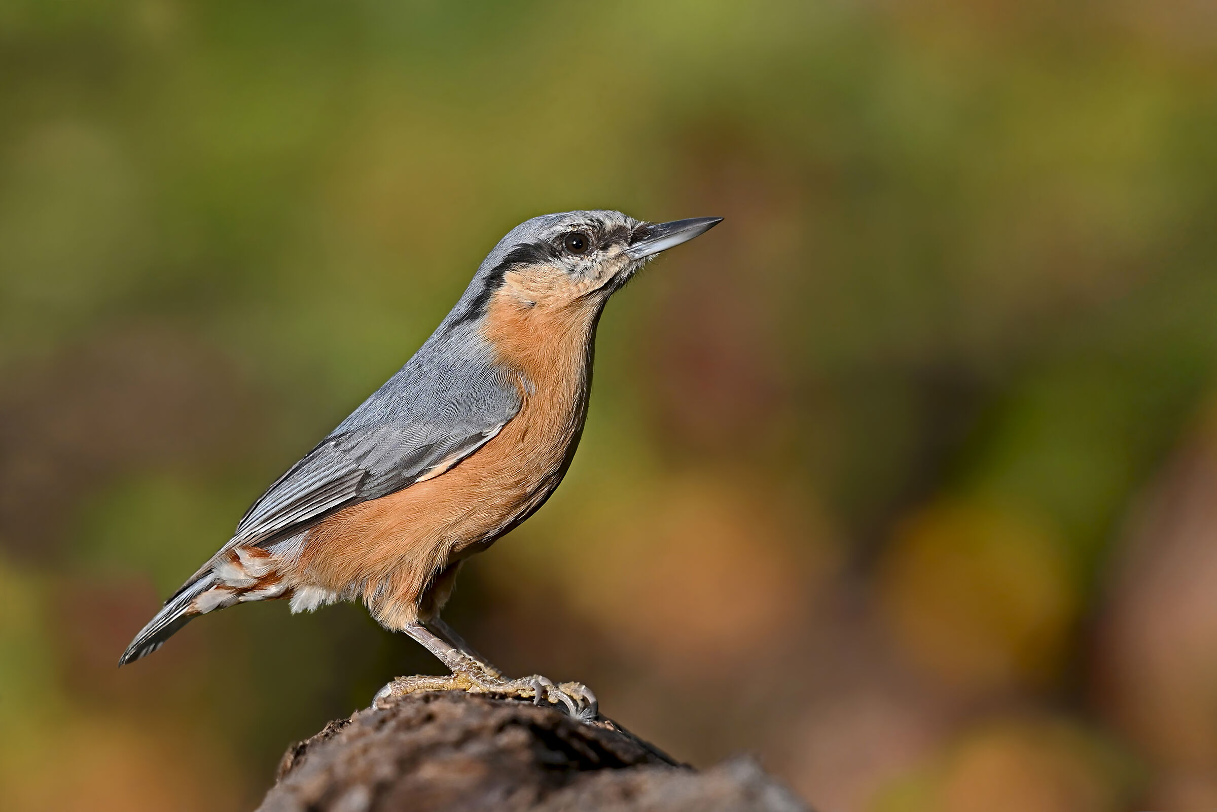 Feather Stories 10 ( Nuthatch )...