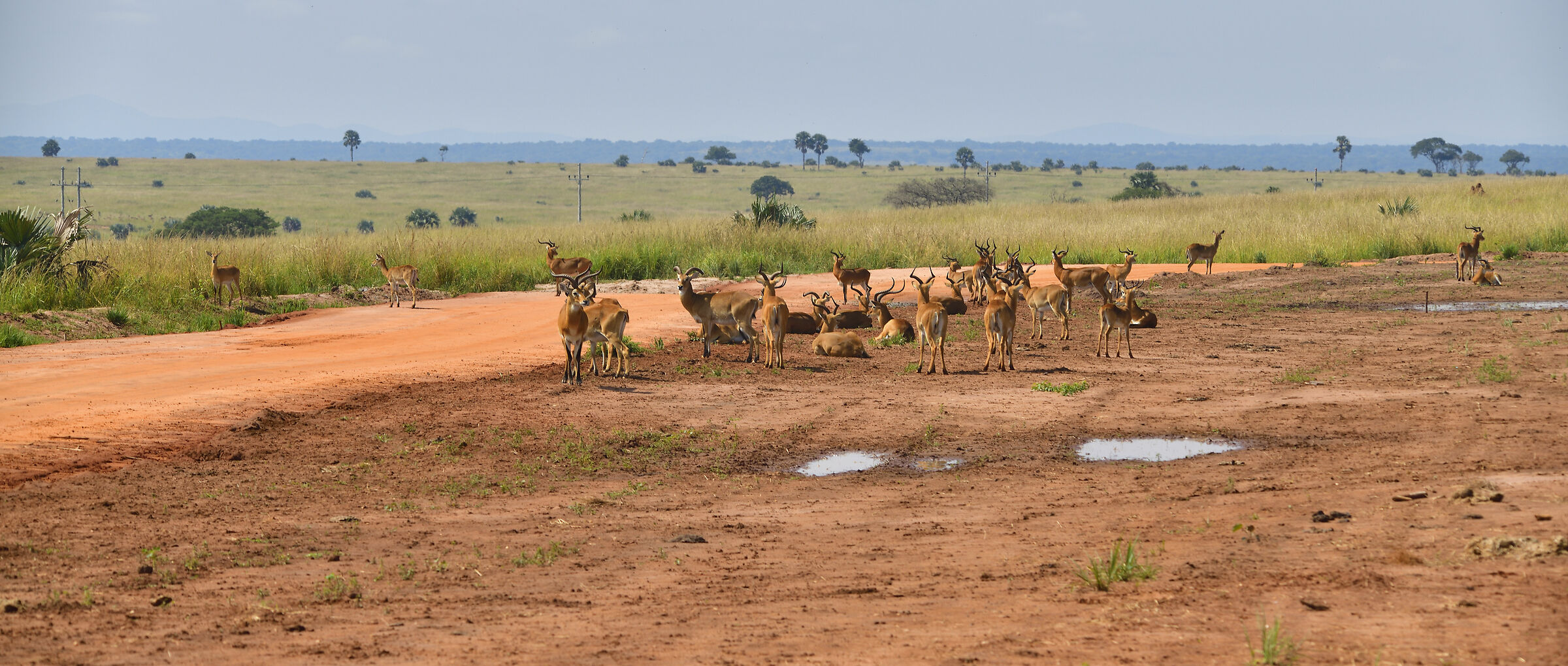 Herd of antelopes...