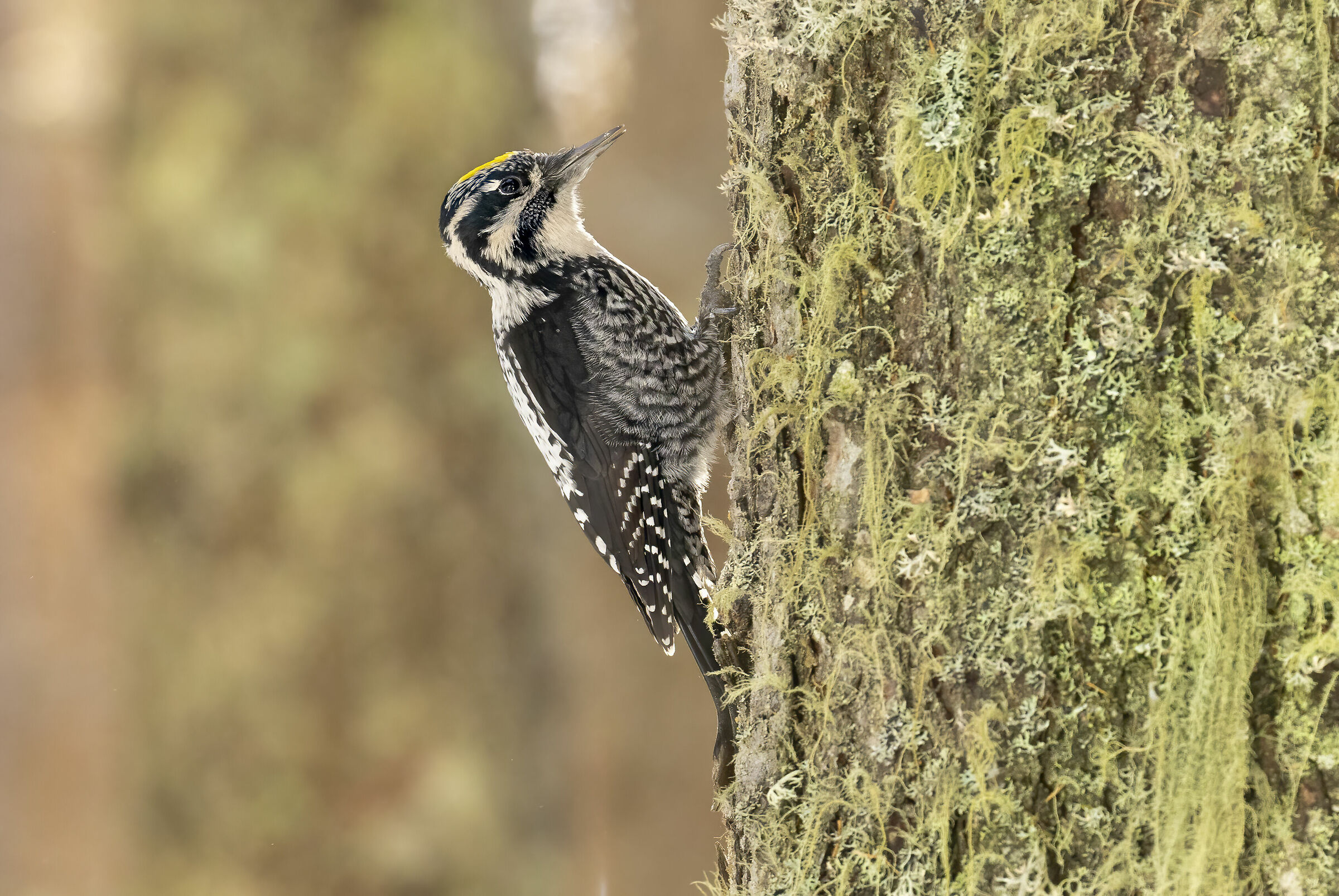 Male three-toed woodpecker...