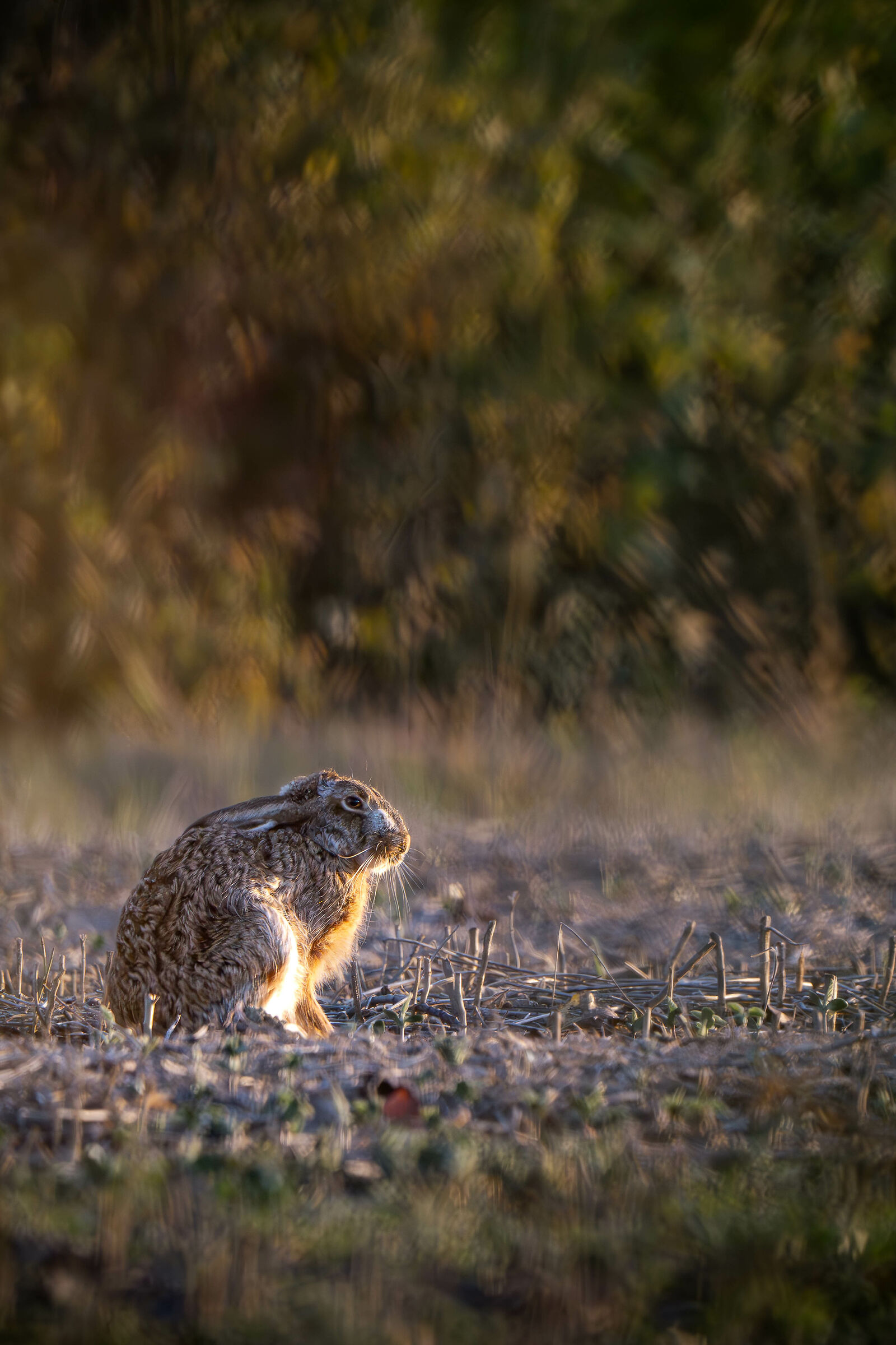 Hare warming up in the sun of a November sunset...