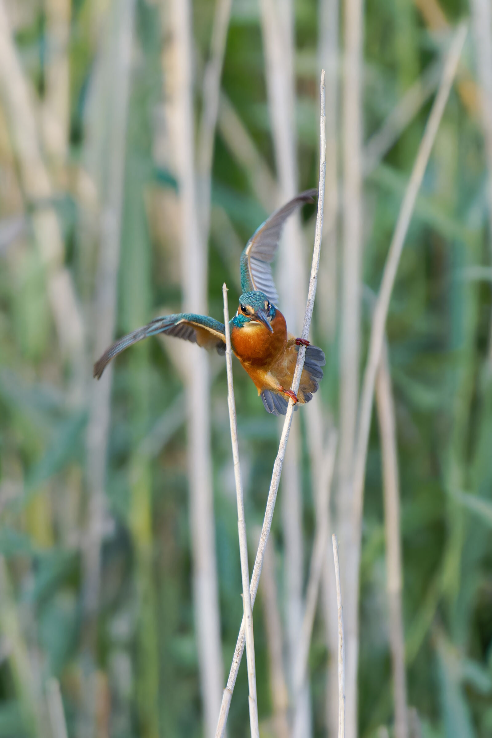 Active kingfisher...