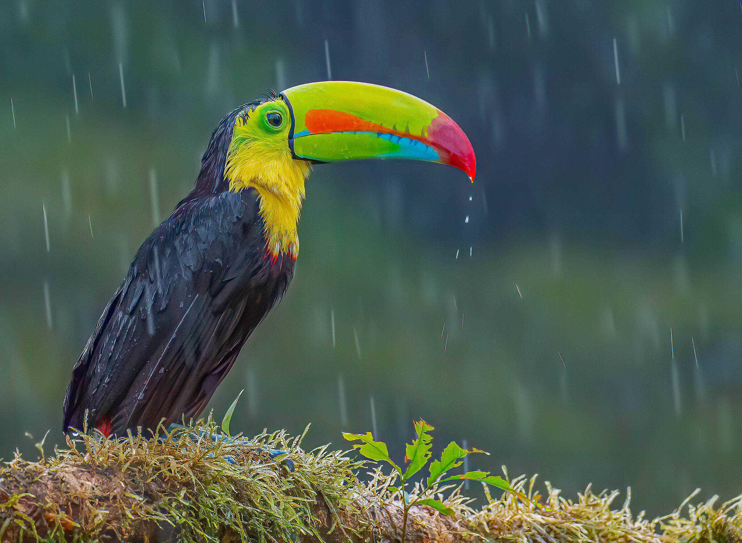 Toucan in the rain...