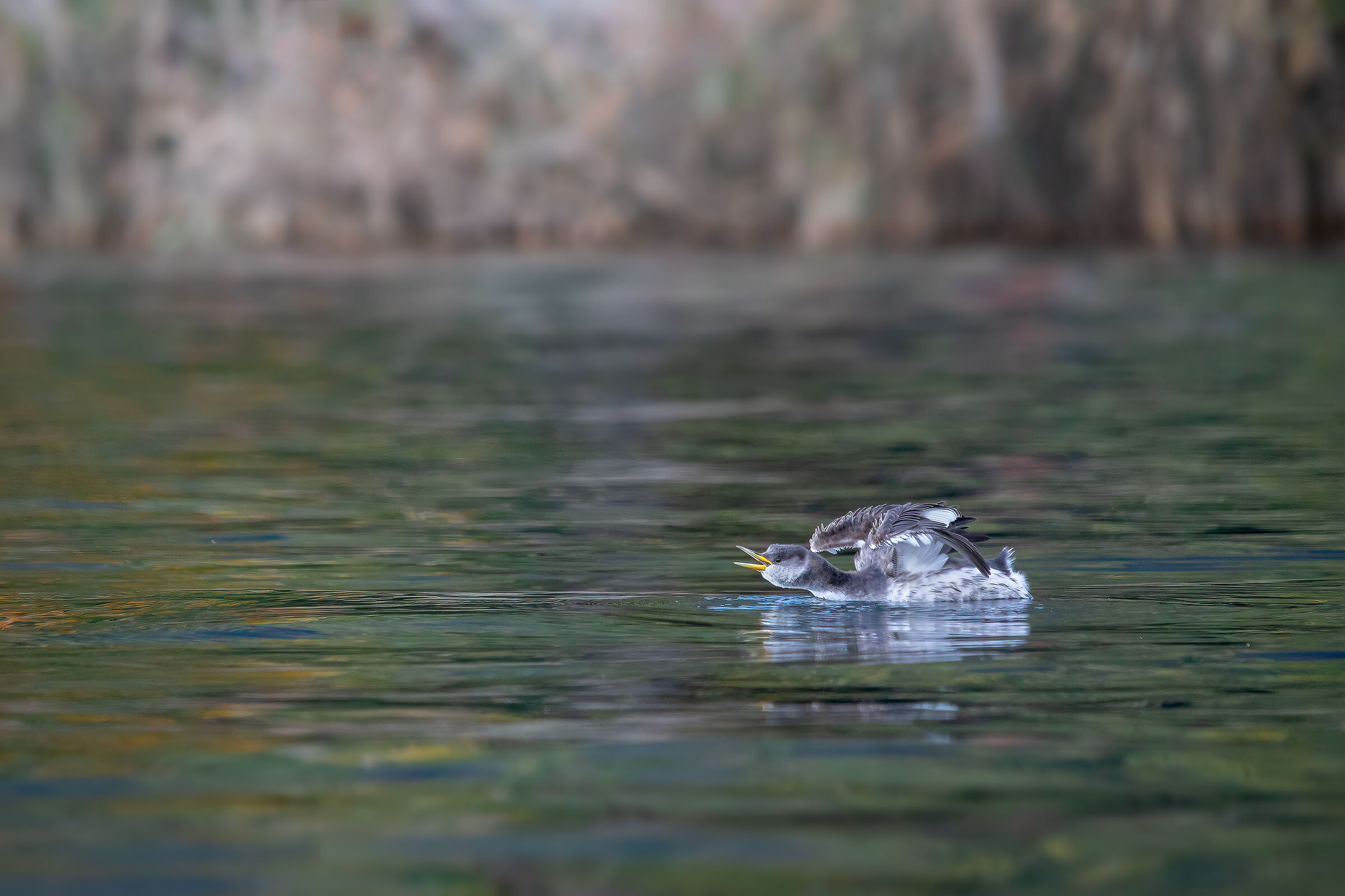 Red-necked Grebe, Piedmont 2023...