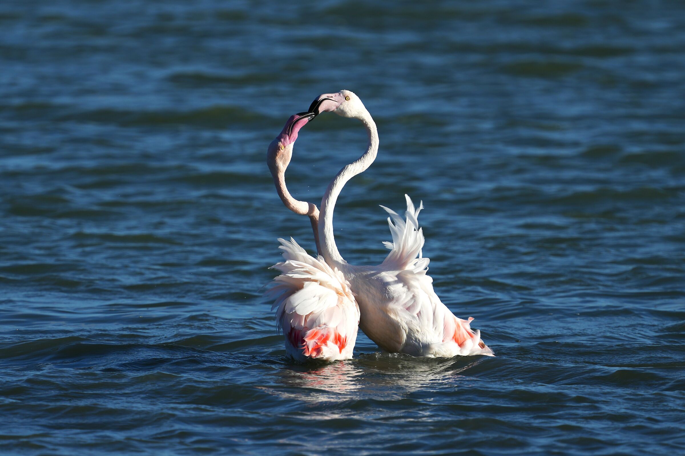 Flamingoes...