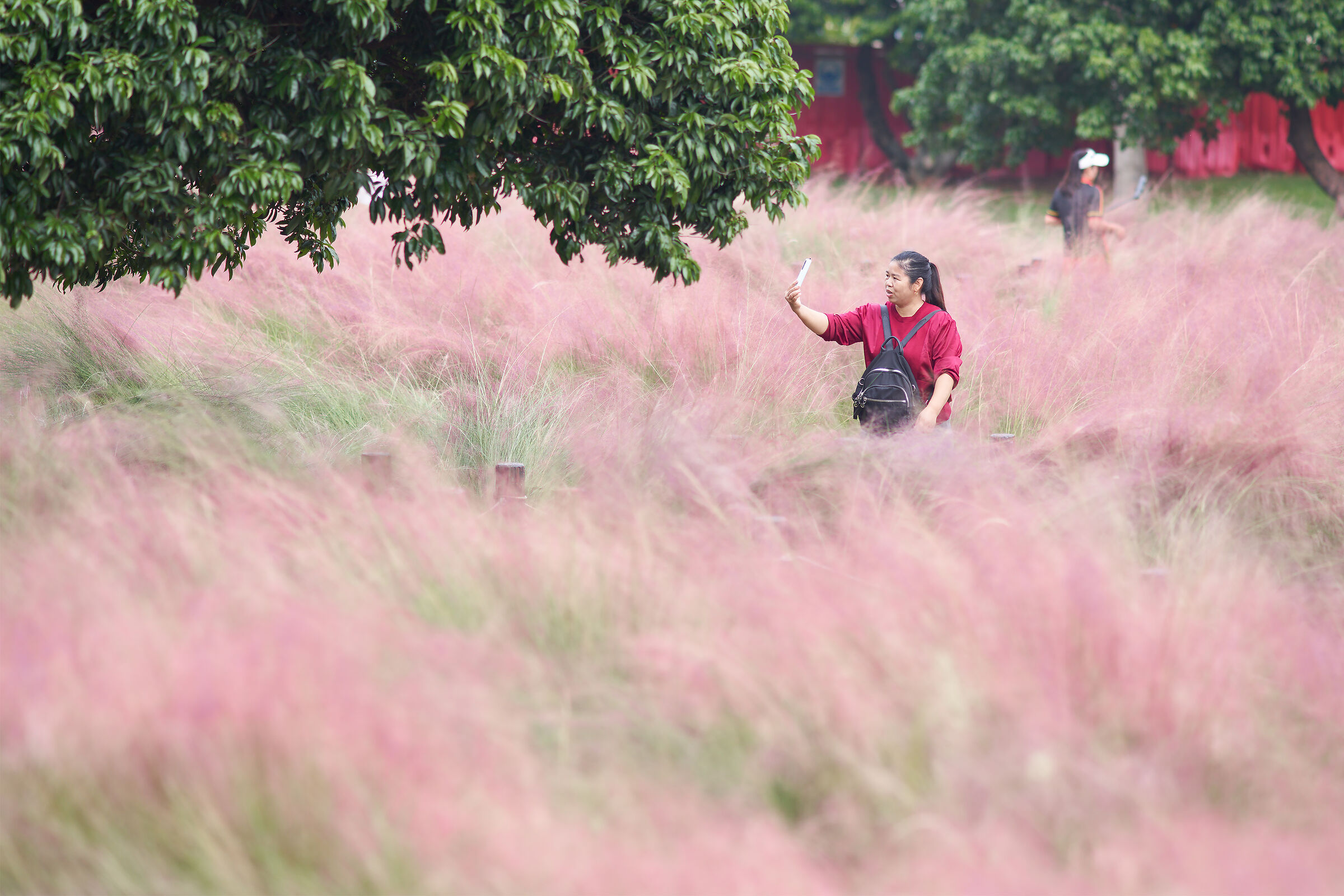 Pink grass...