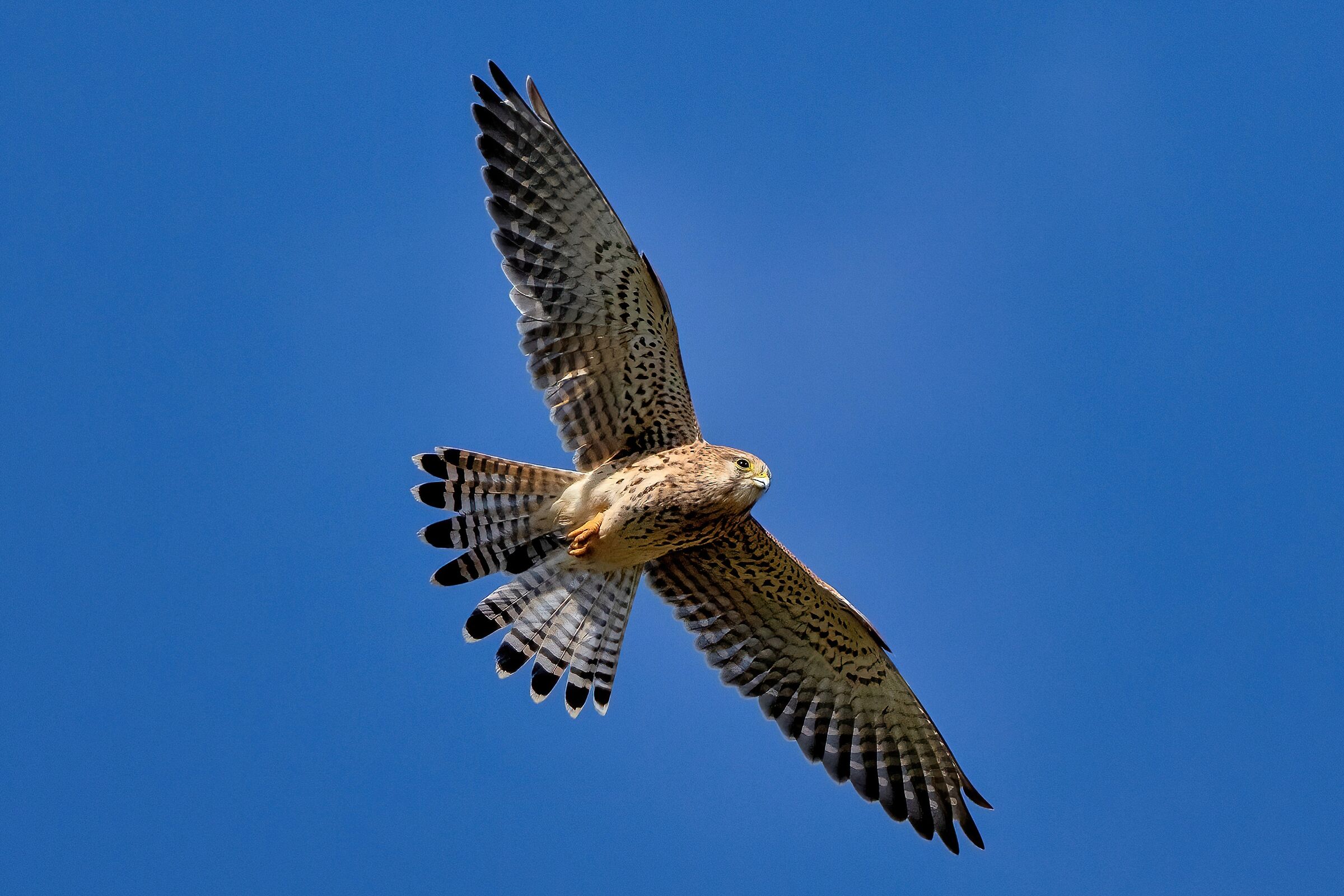 Kestrel (Falco tinnunculus)...