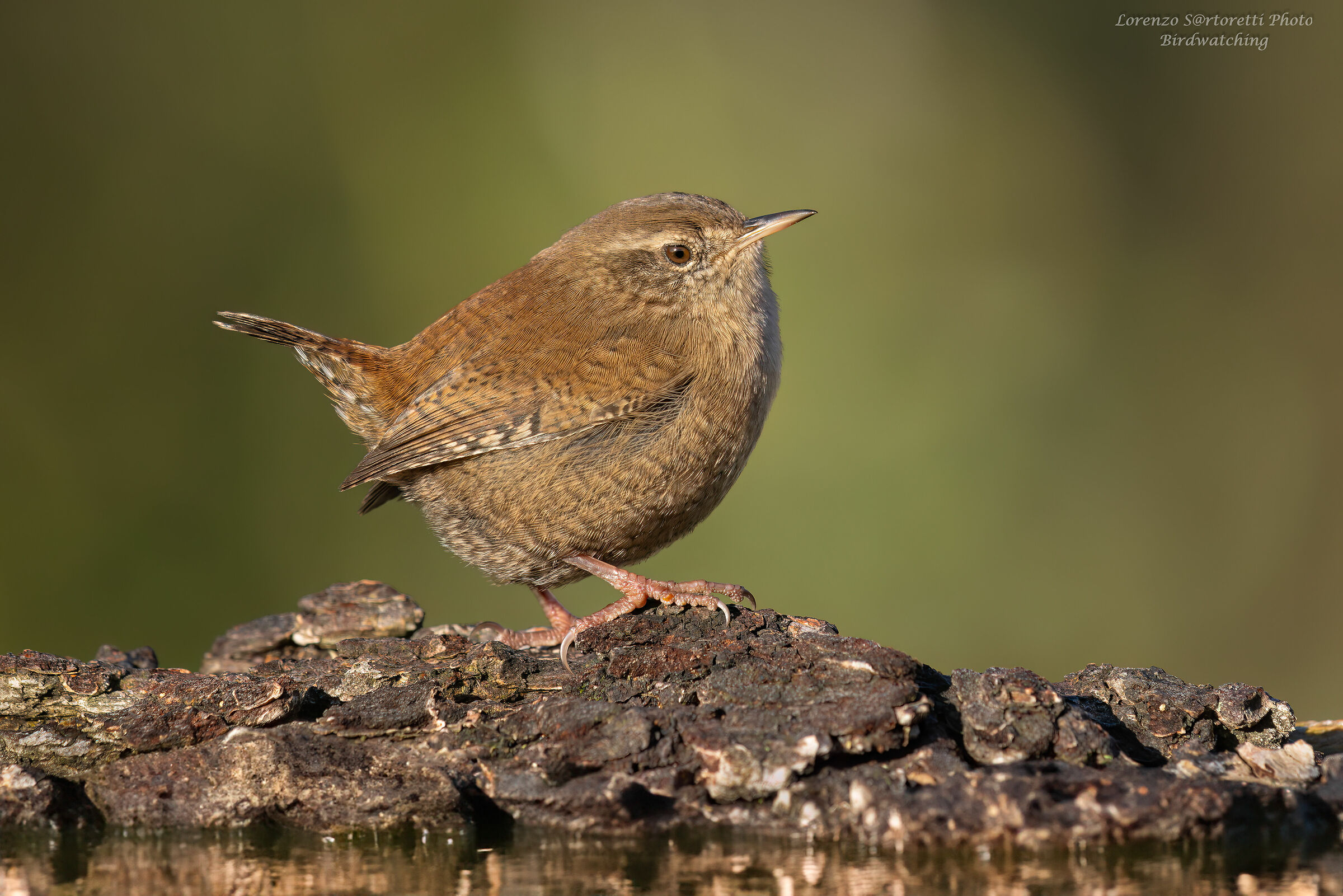 Wren ...