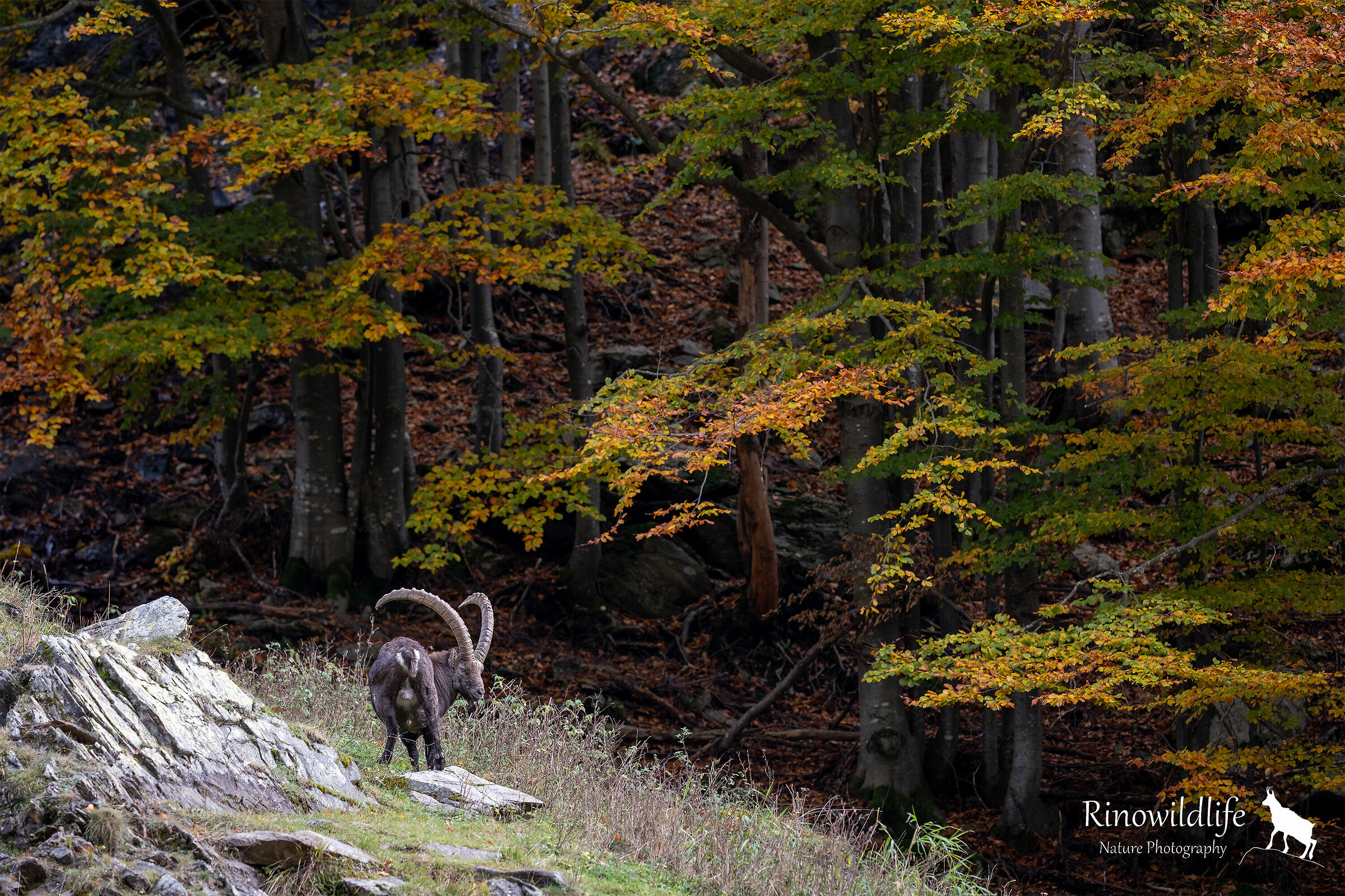 Autumn vibe...