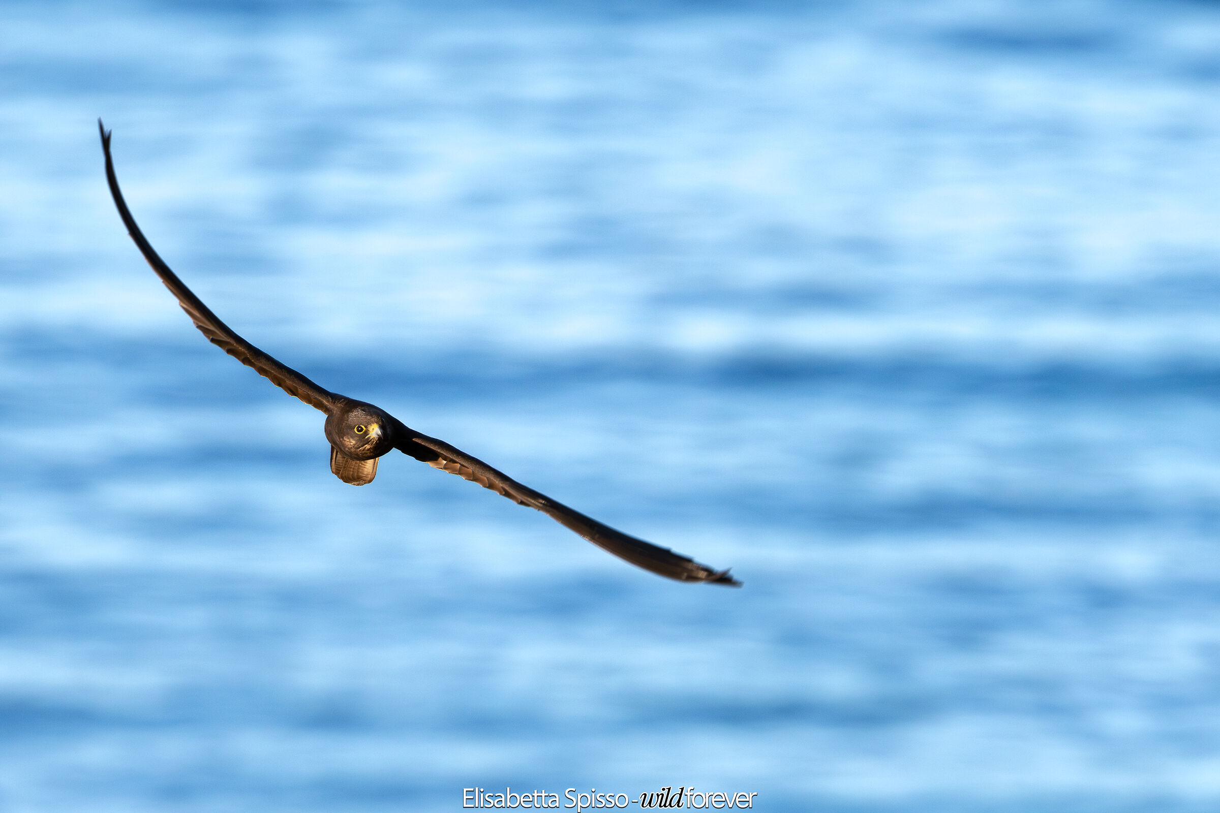 Falco eleonorae...