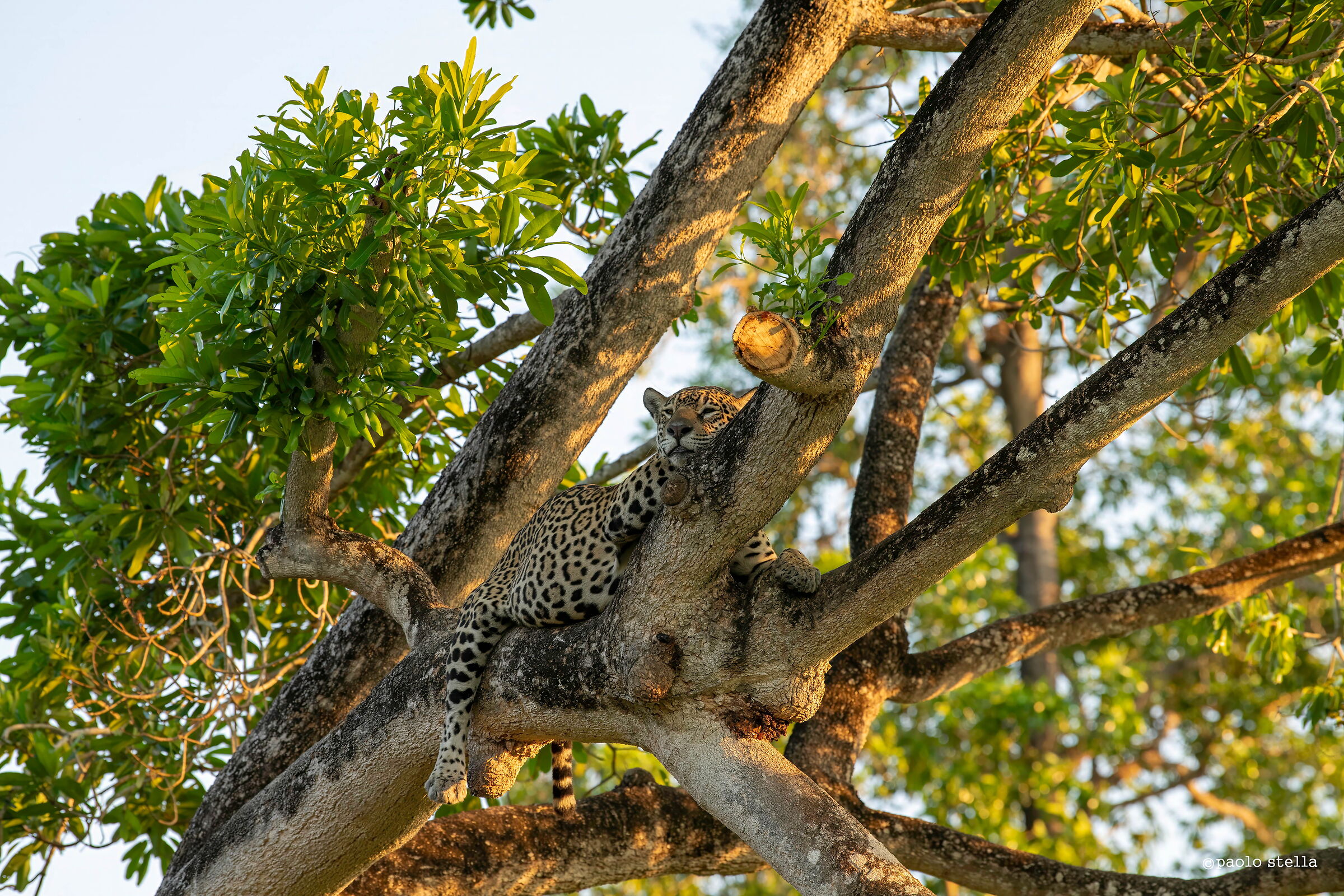 The jaguar on the branch...