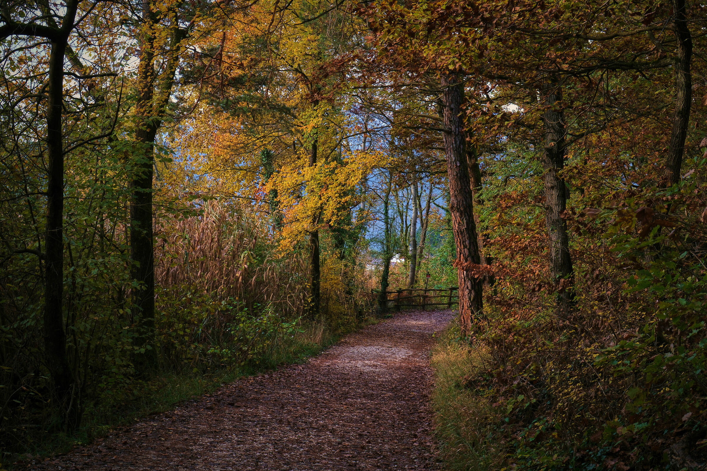 Trail and Autumn...
