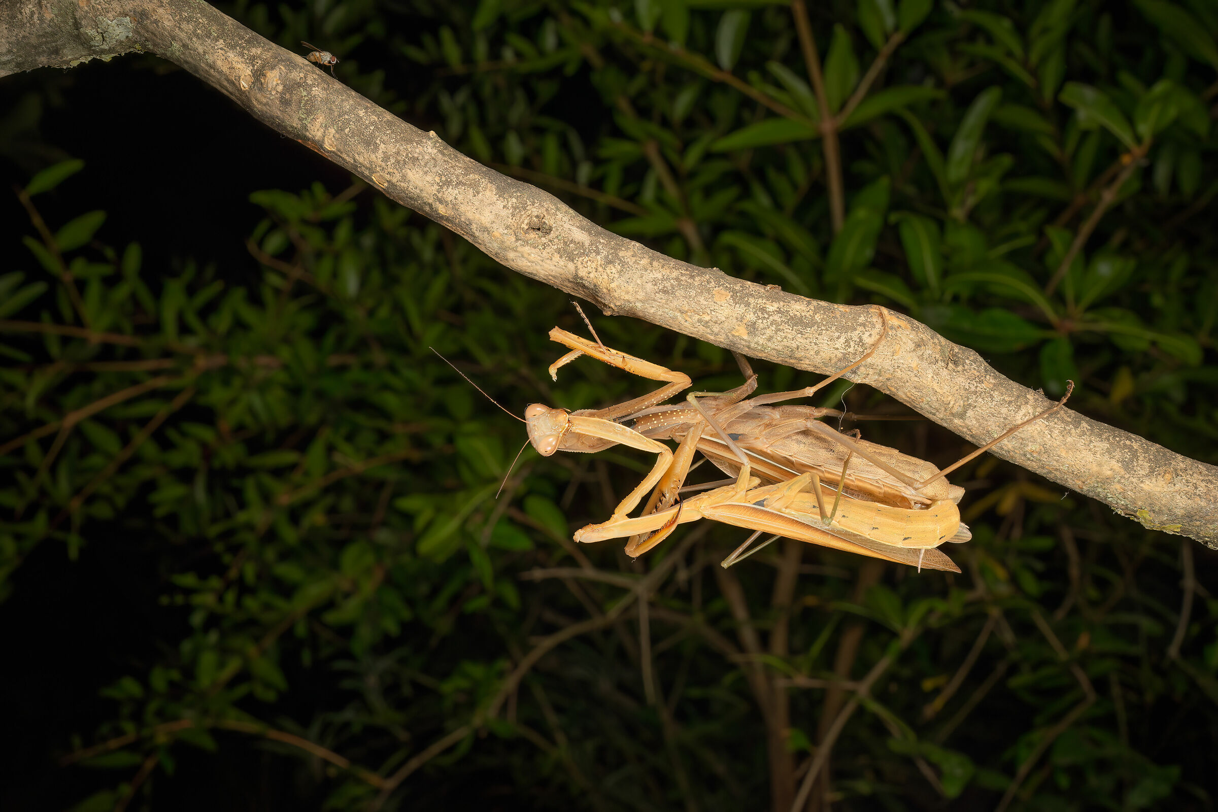 The mating of the mantis, 2...