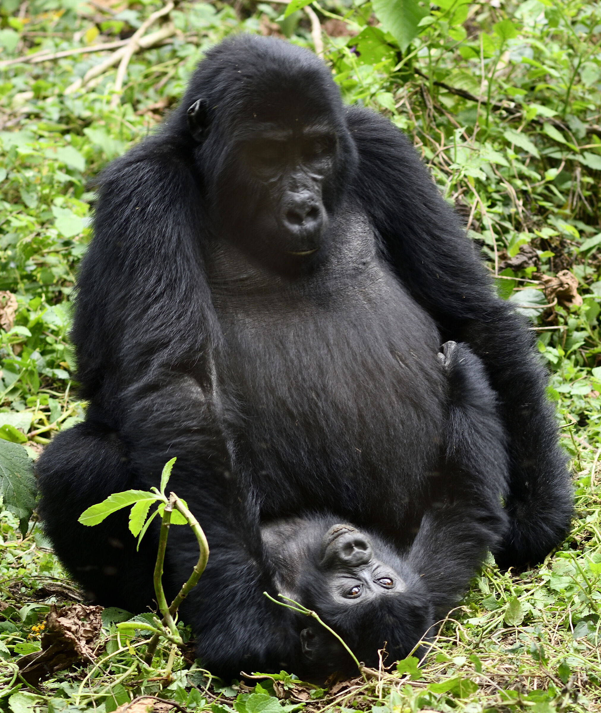 Baby and mom gorilla...