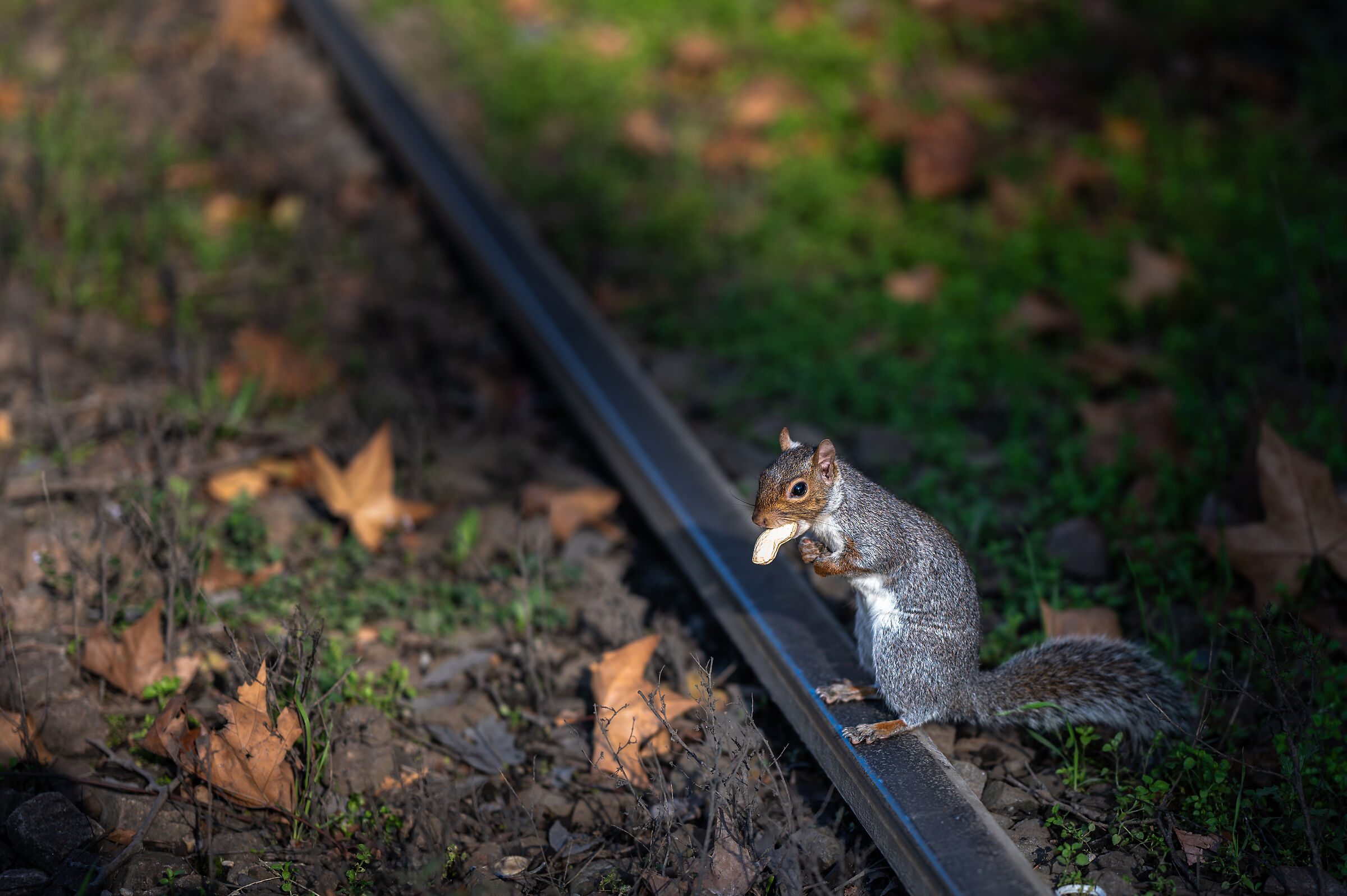 Squirrel on tram track...