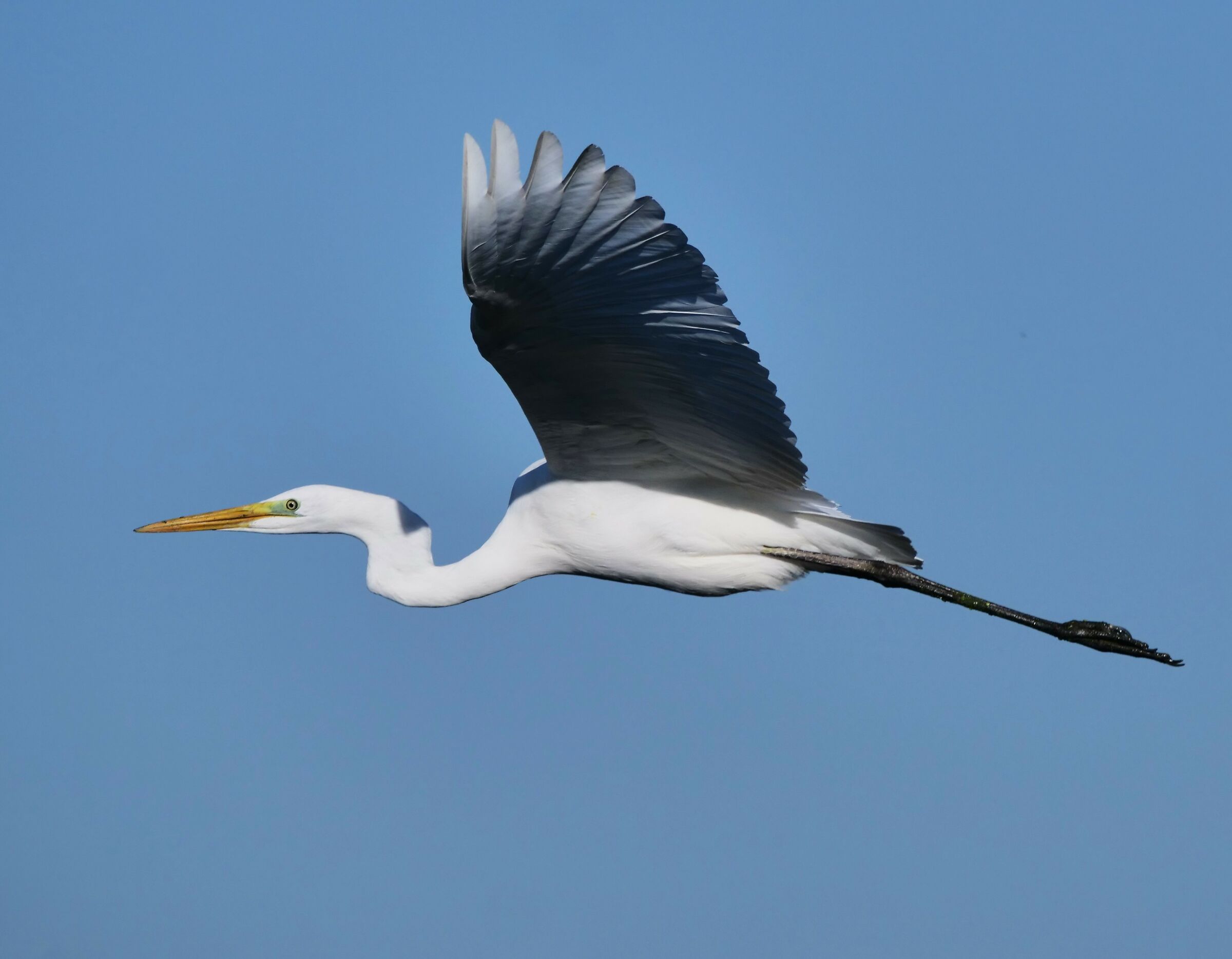 The flight of the Great White Heron...