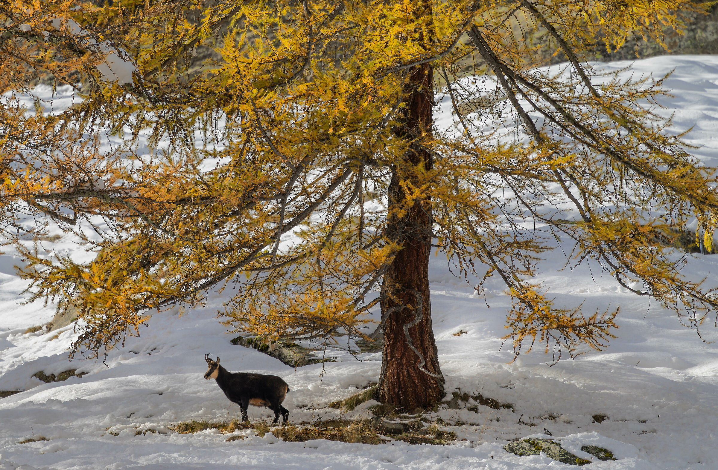 Fauna e foliage...