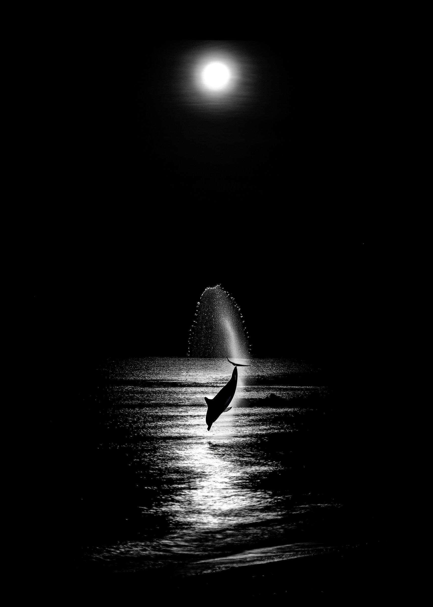 The photo is mine... The Dolphin PHOTOSHOP :)...