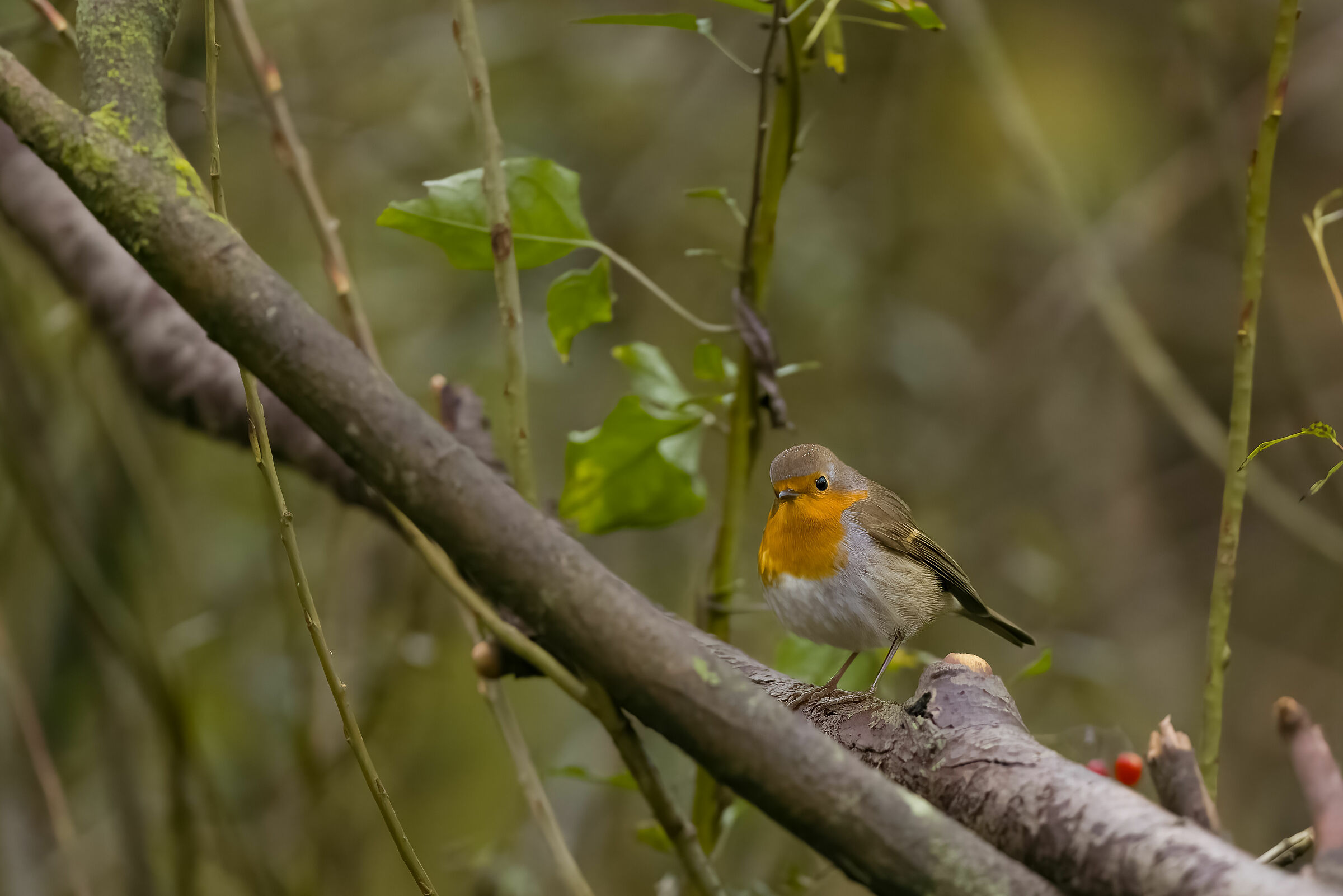 In the woods.. The Robin...
