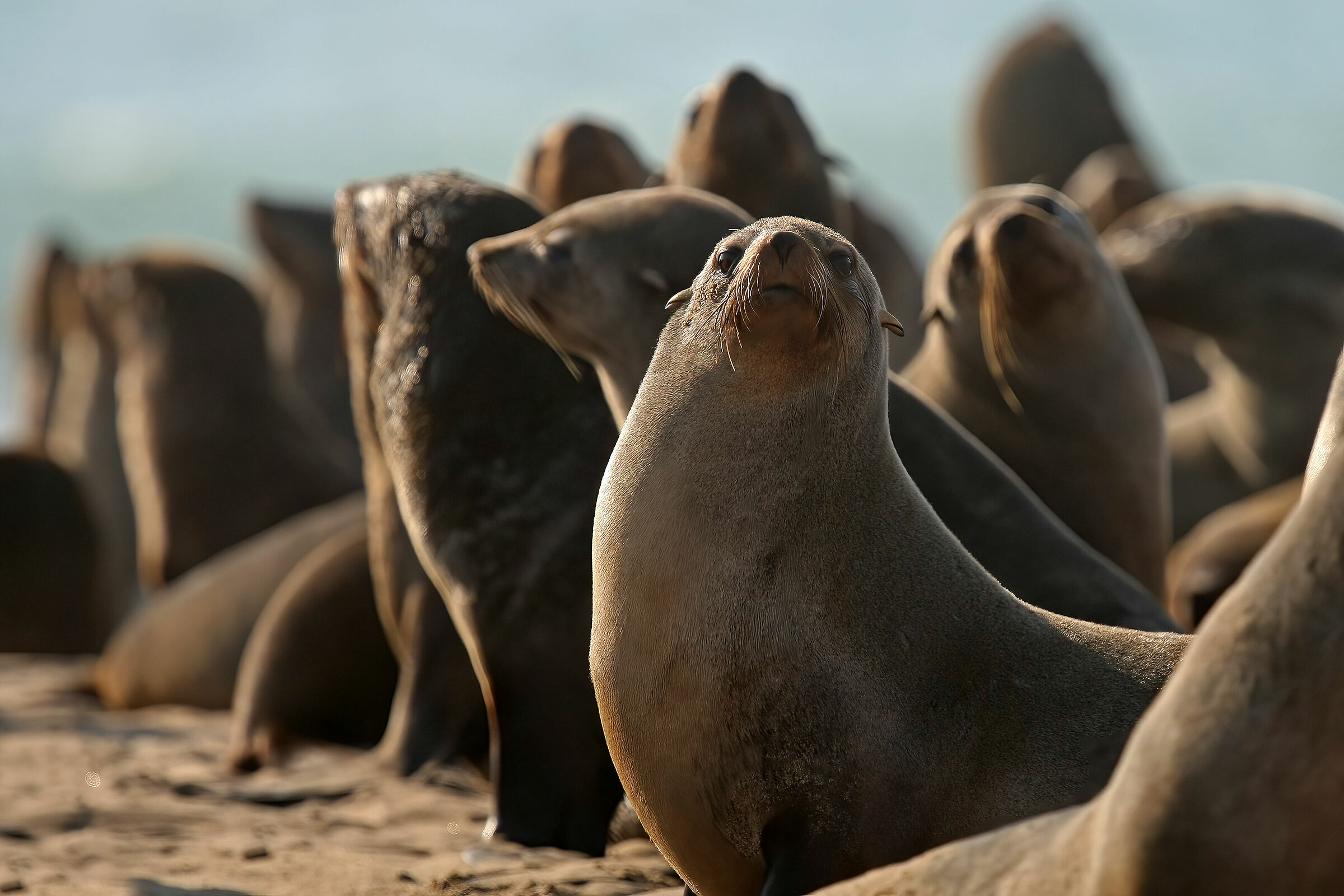 Cape fur seals in Walvis Bay...