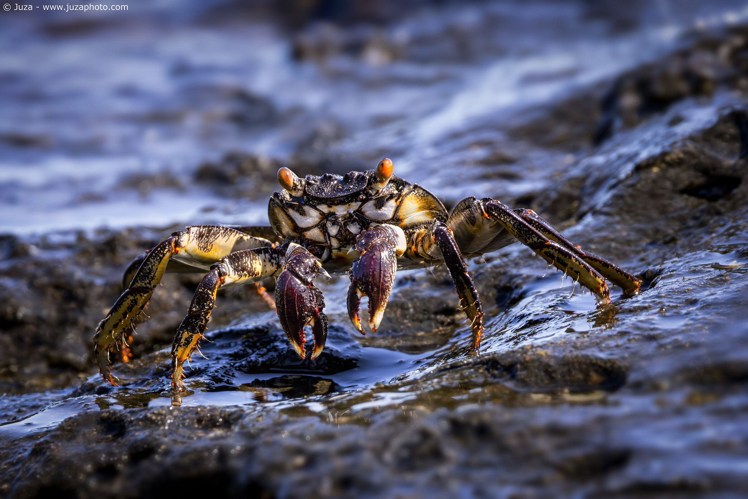 Grapsus tenuicrustatus (Thin-shelled Rock Crab)...