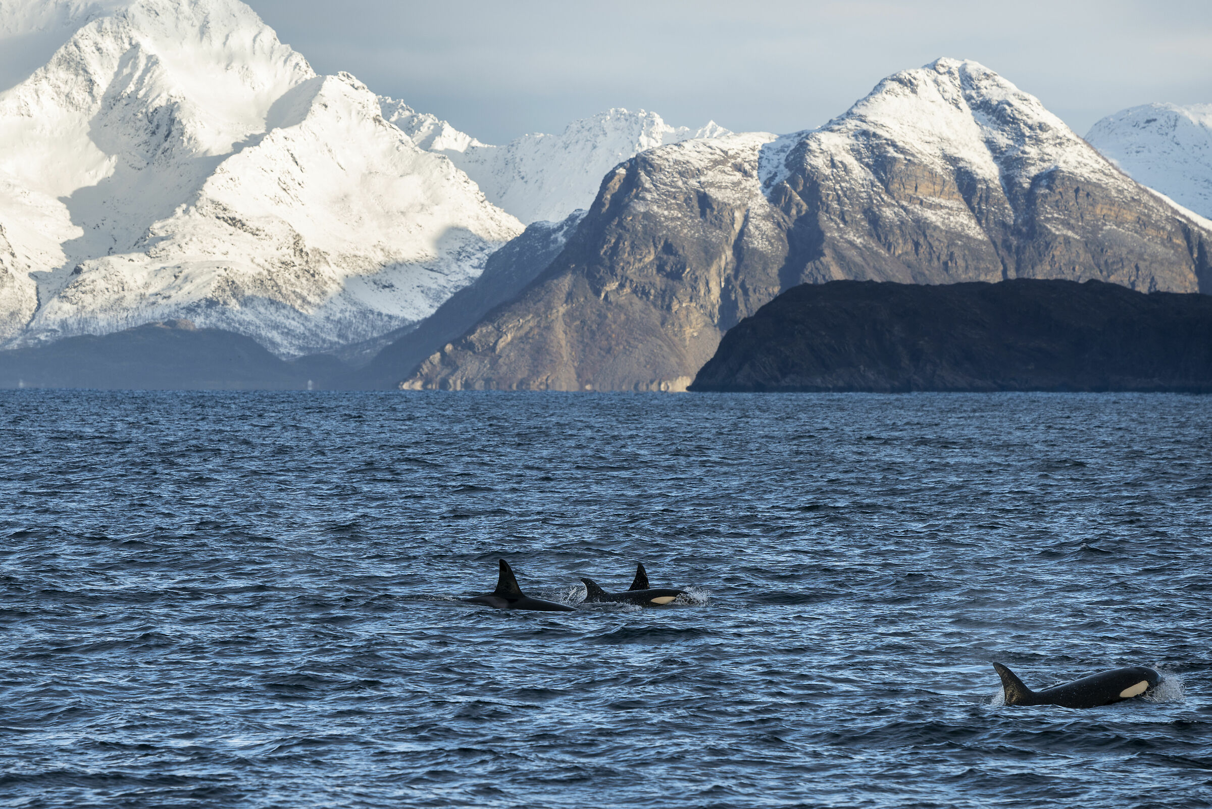 Orcas in the Norwegian fjords...