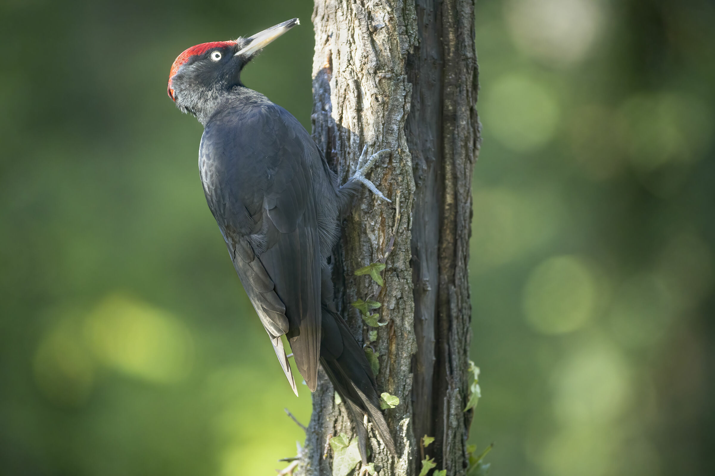 Black Woodpecker of Monferrato 2...