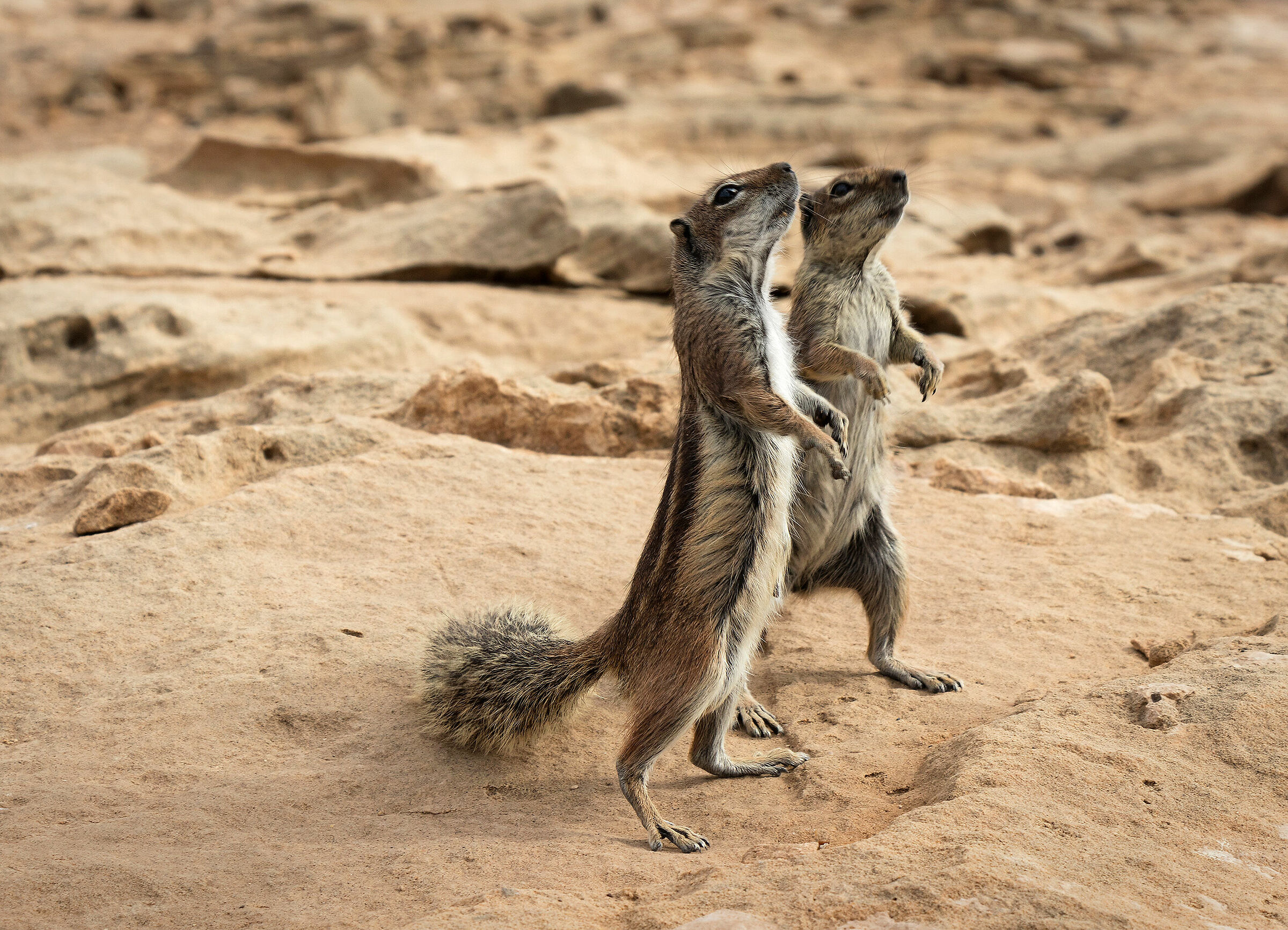 Squirrels of Fuerteventura ...