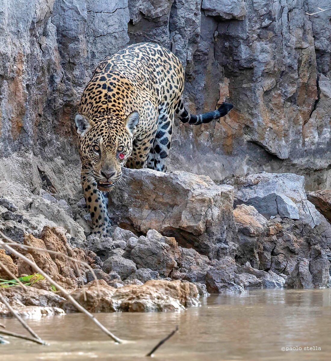 lucky jaguar...