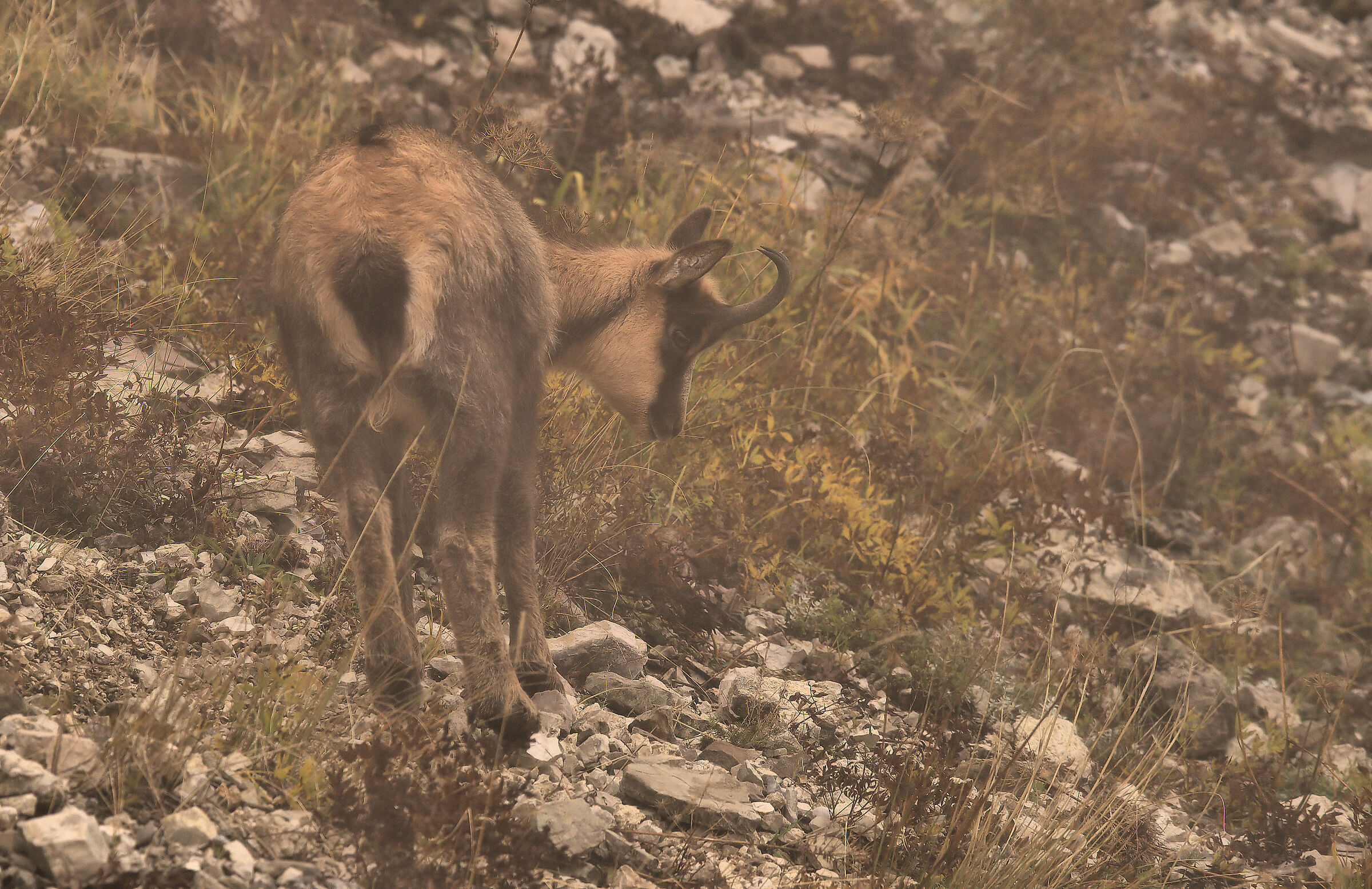 Apennine chamois...