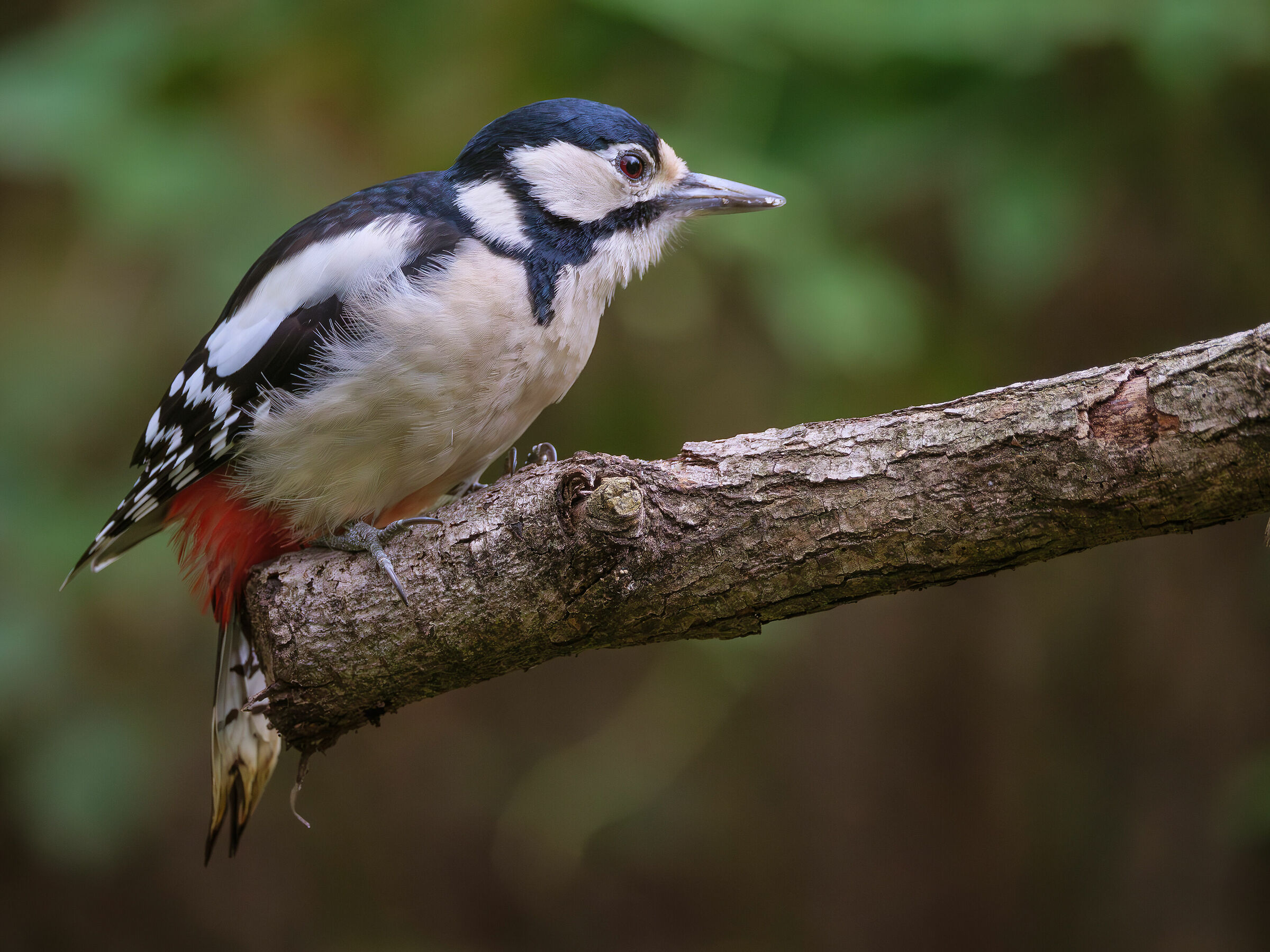 Great spotted woodpecker (F)...
