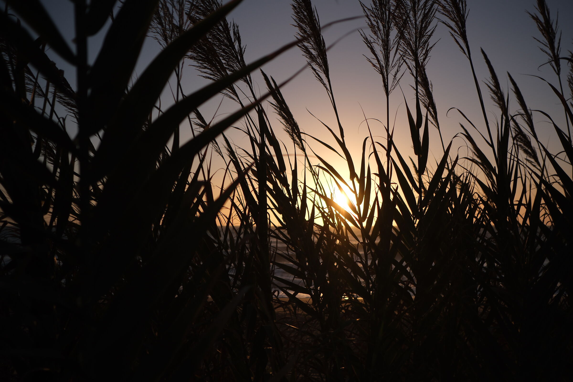 Sunset among the rushes ...