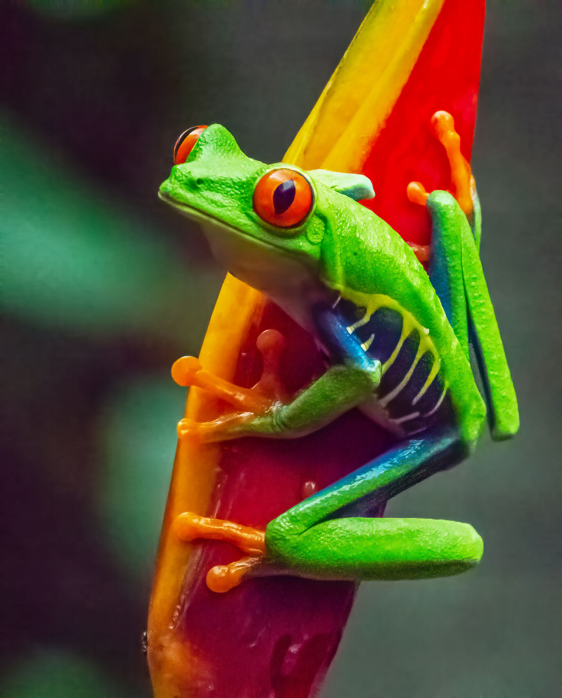 Frog Costa Rica...