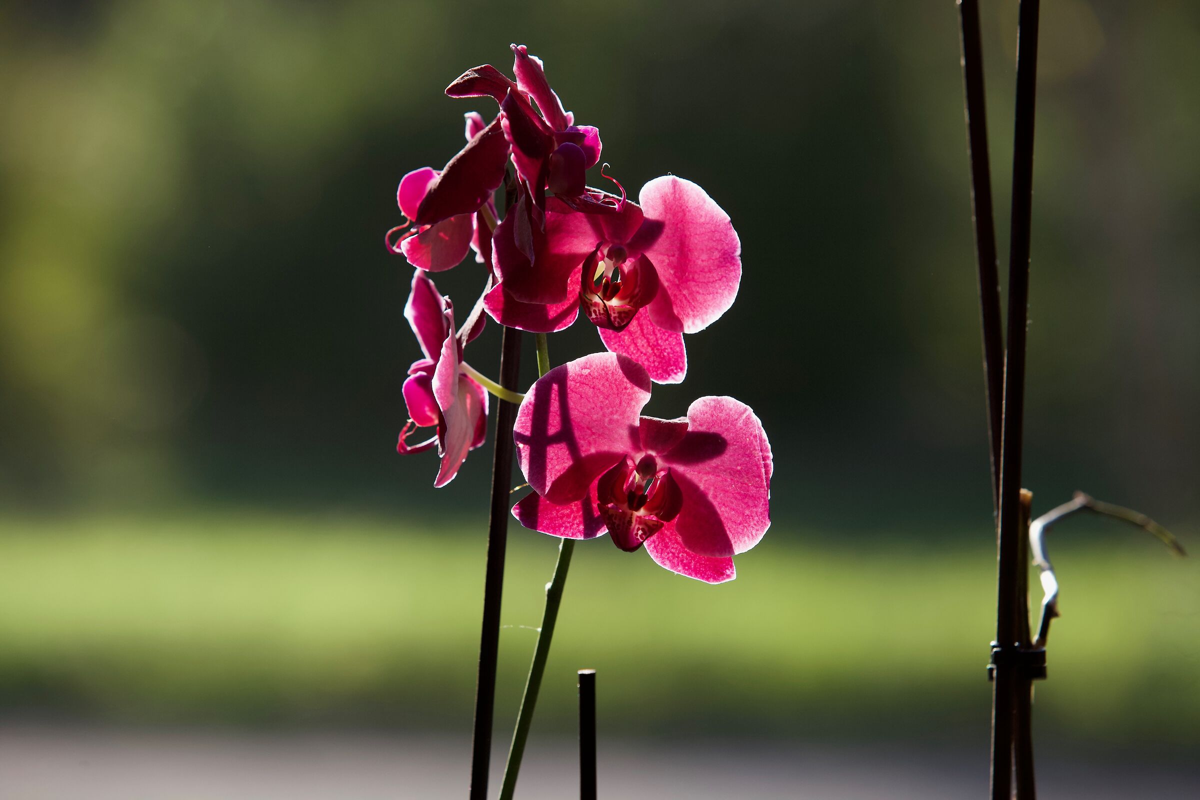 orchidea in controluce...