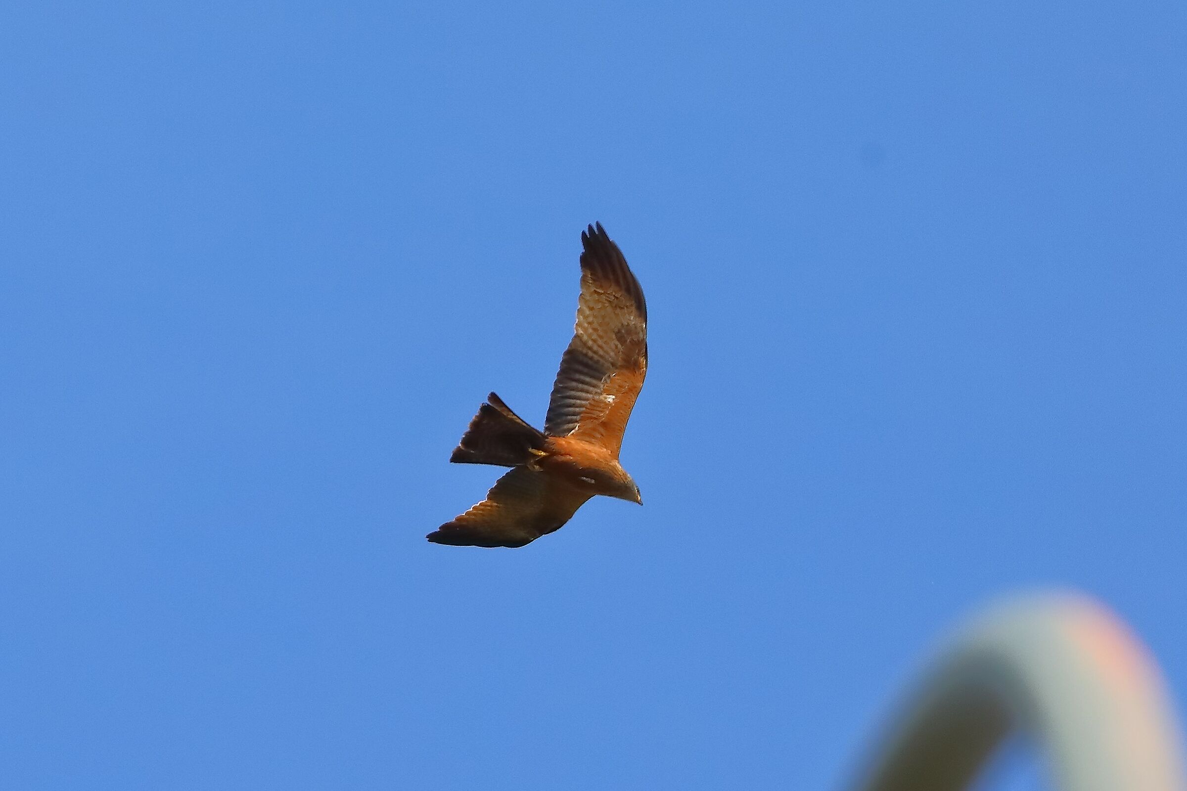 Black Kite 08-06-2023...