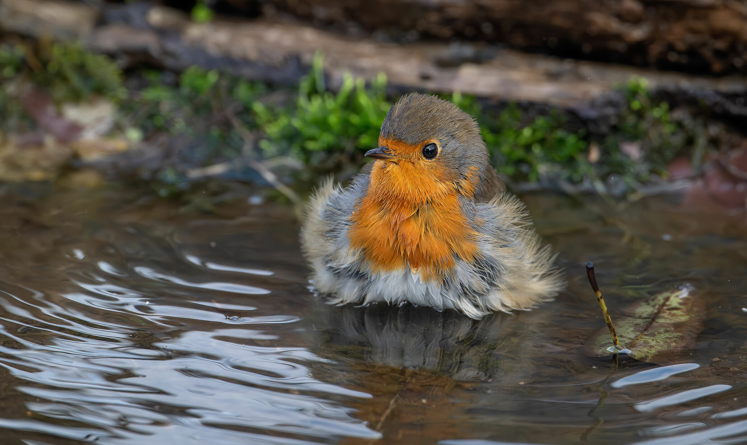 Robin, the bath...