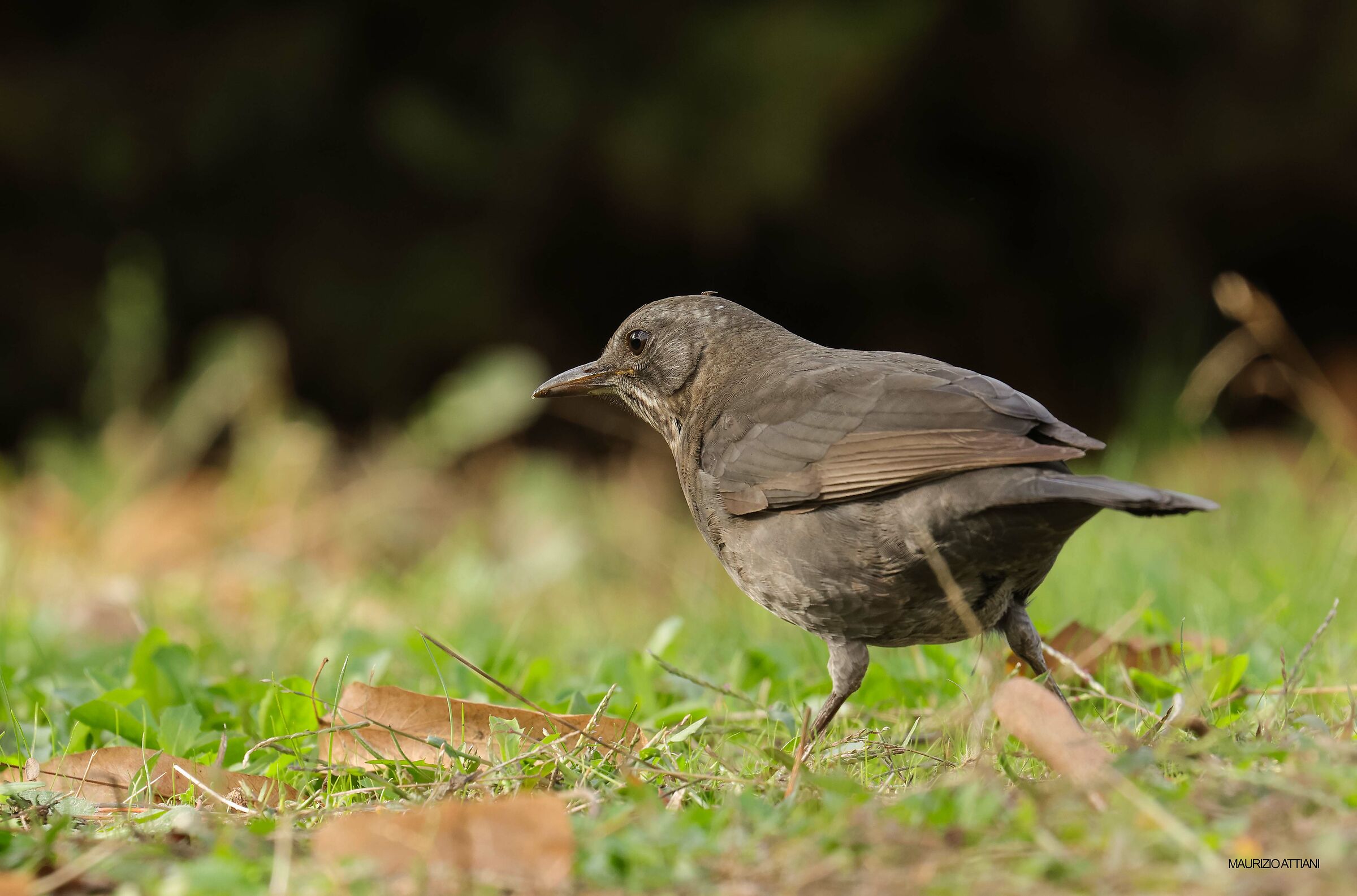 Female blackbird ...