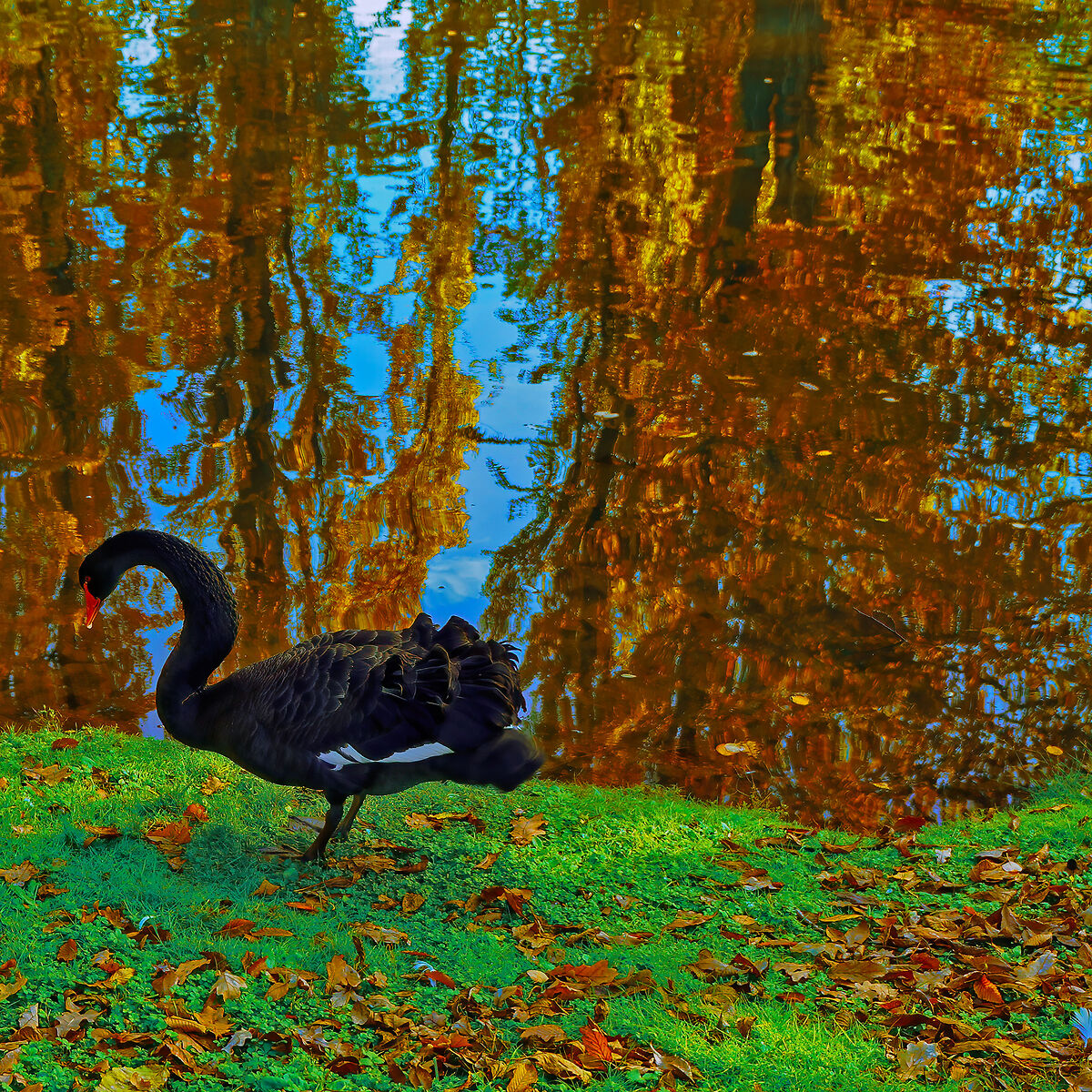 Reflected foliage with black swan...