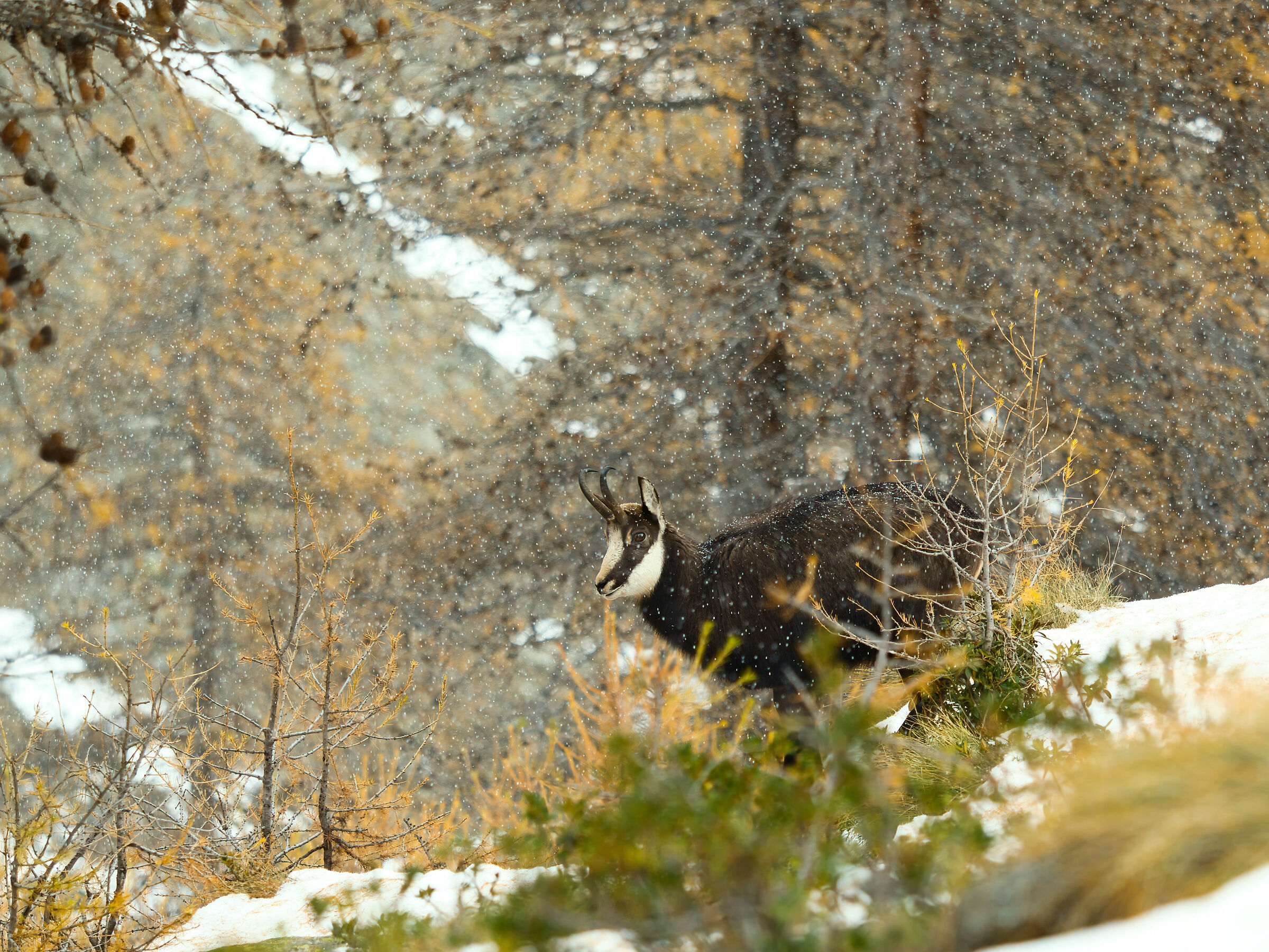 Chamois in Cogne...