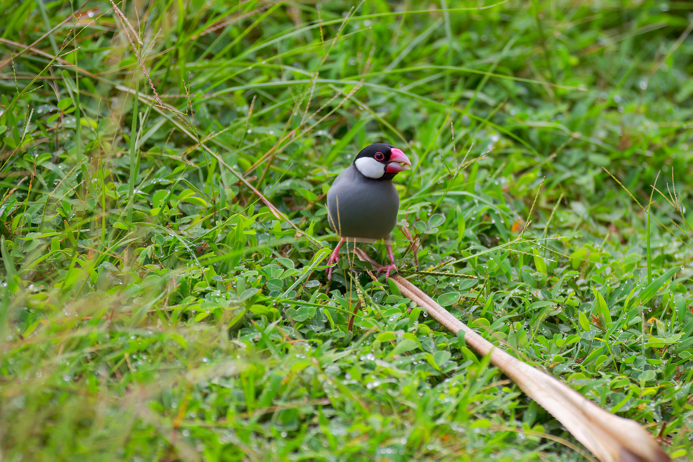 lonchura oryzivora | java sparrow...