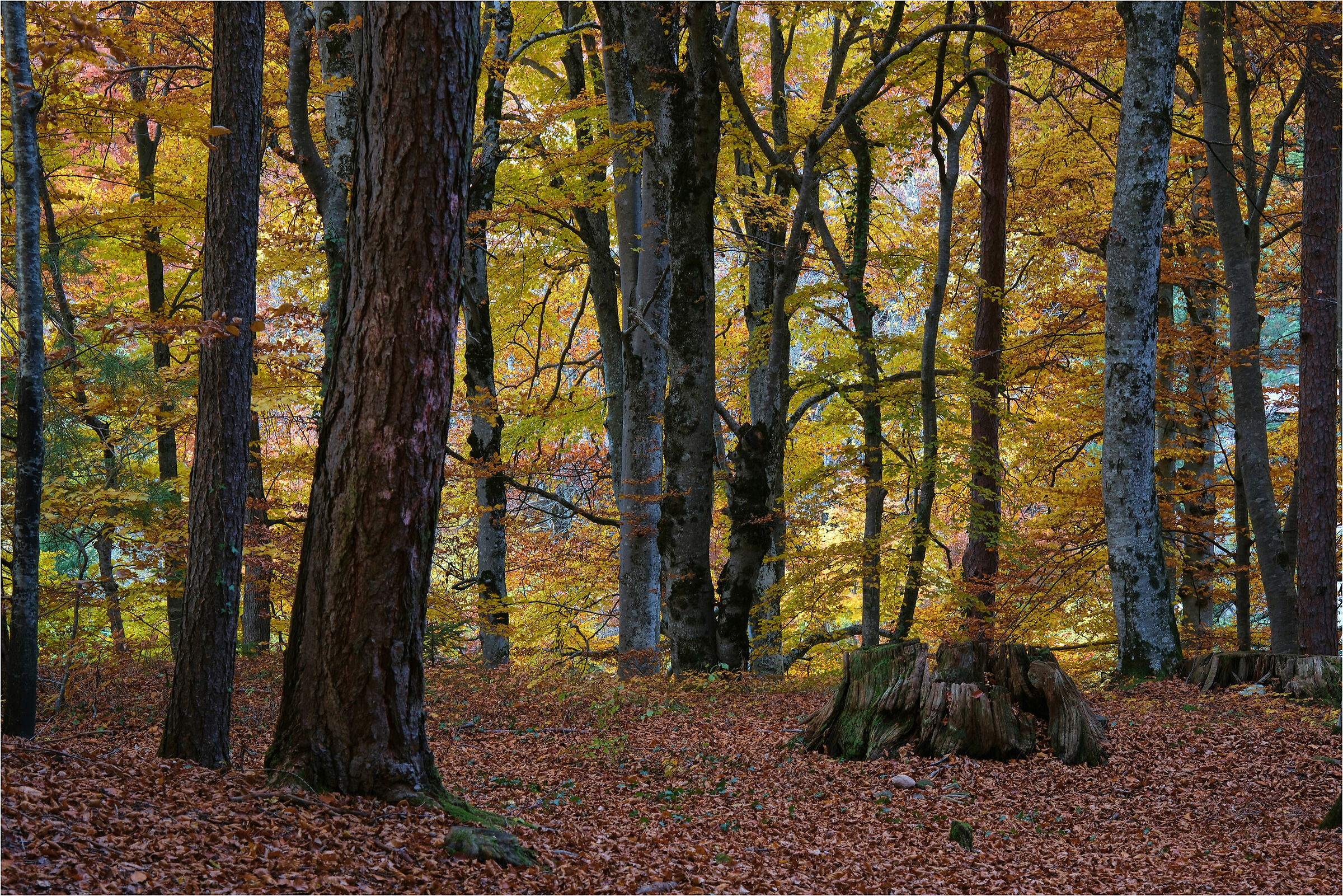 Dead tree trunk in Autumn...
