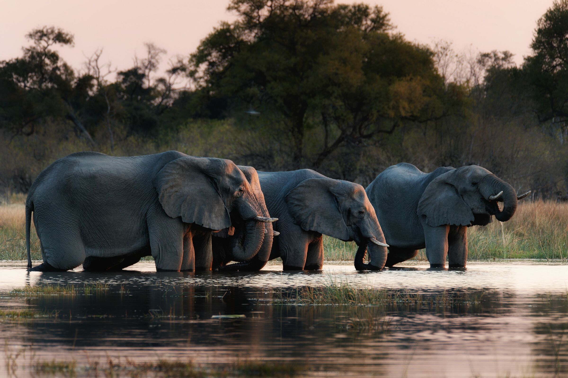 Ultime luci nell'Okavango...